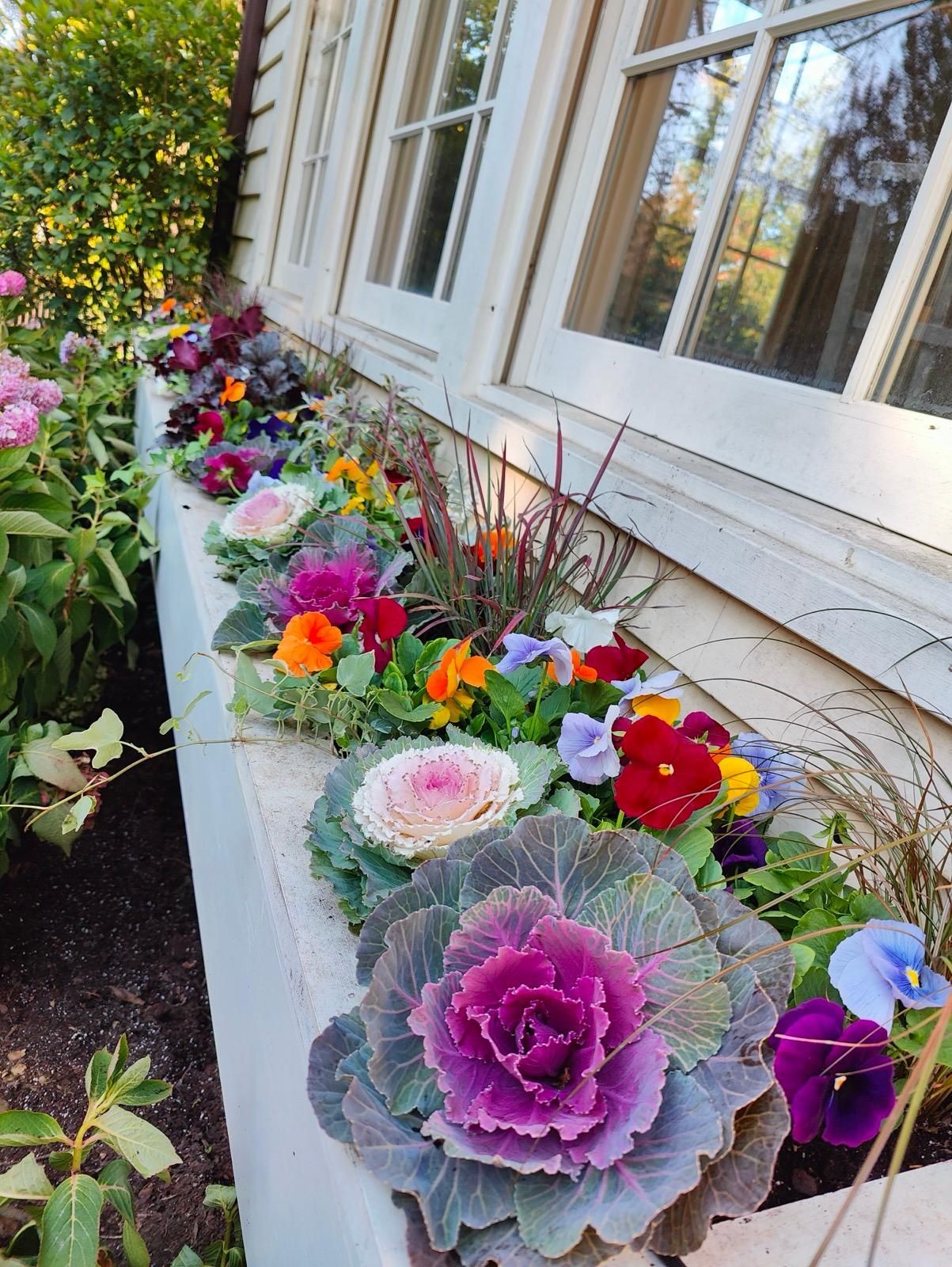 A window box filled with vibrant purple and white ornamental cabbage, mixed with colorful pansies and tall grasses.