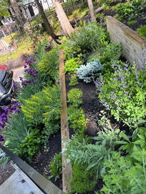 A lush garden bed features purple iris, yellow flowers, and various green shrubs next to a wooden retaining wall.