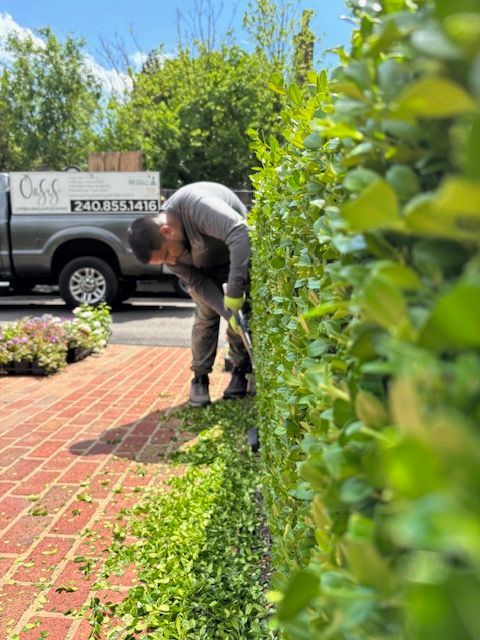 A landscaper trims a tall green hedge bordering a brick patio, with a work truck visible in the background.
