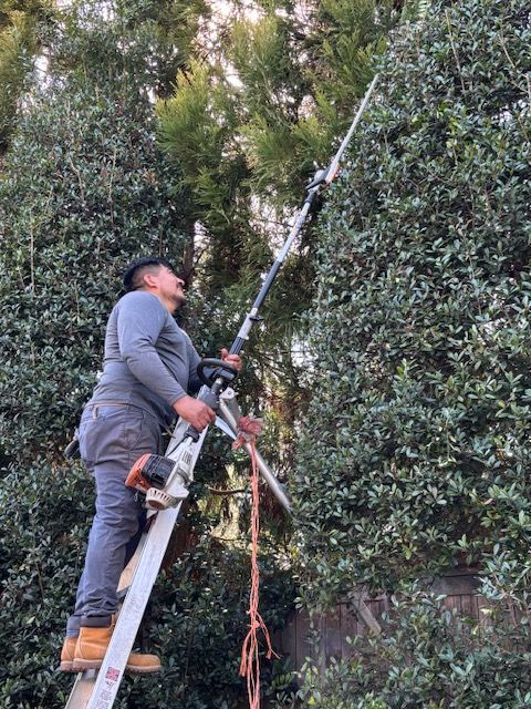 A worker standing on a ladder uses a long-reach pole saw to trim tall evergreen hedges.