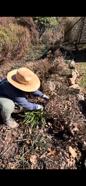 A person in a sun hat and gloves clears dead leaves and debris from a garden bed.