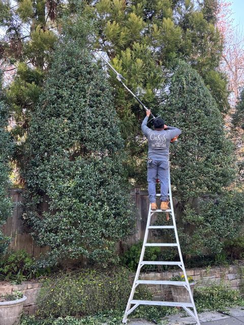 A person stands on a tall ladder, using a long-reach pole saw to trim the top of a tall evergreen tree.