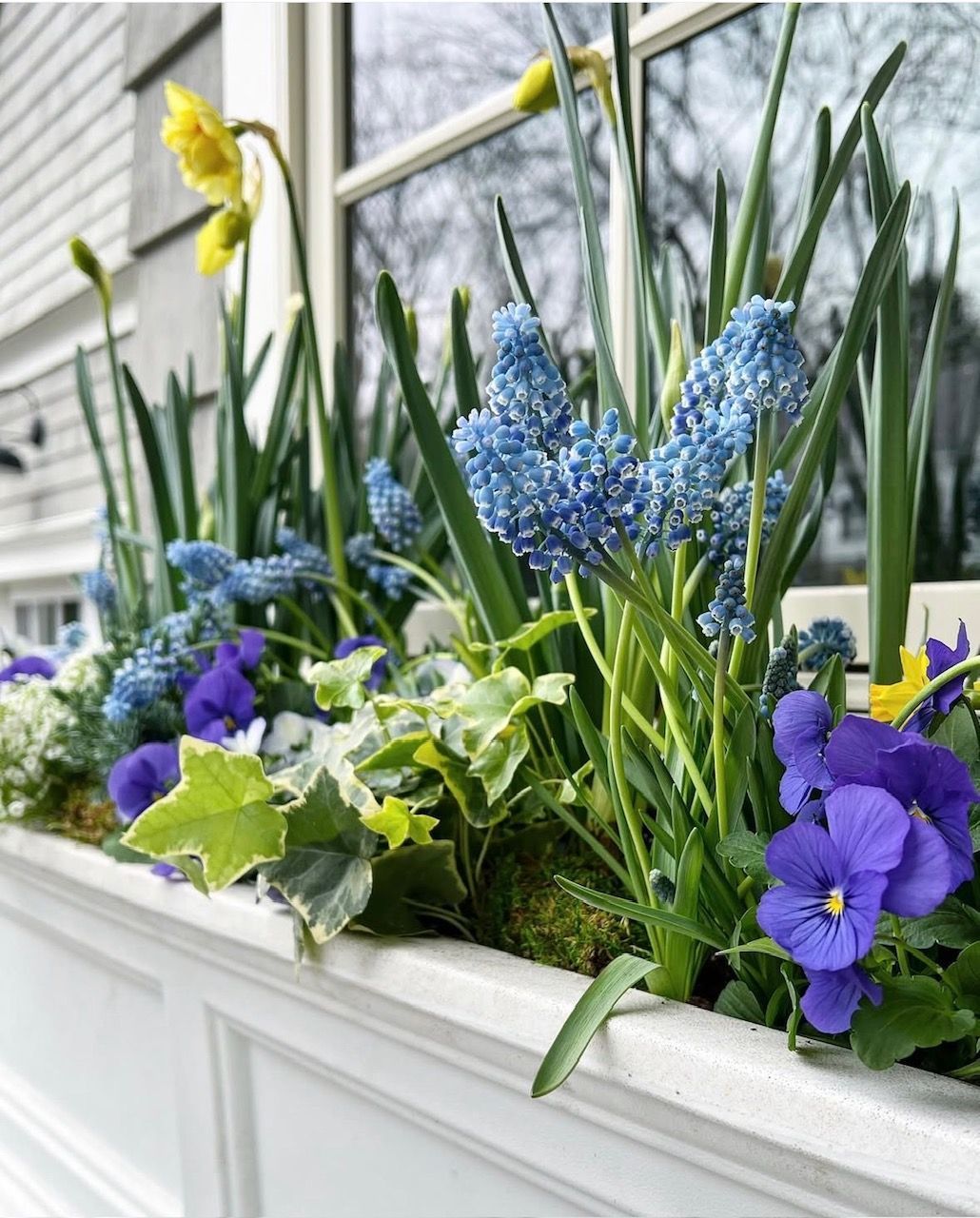 A white window box filled with yellow daffodils, blue grape hyacinths, purple pansies, and ivy greenery.
