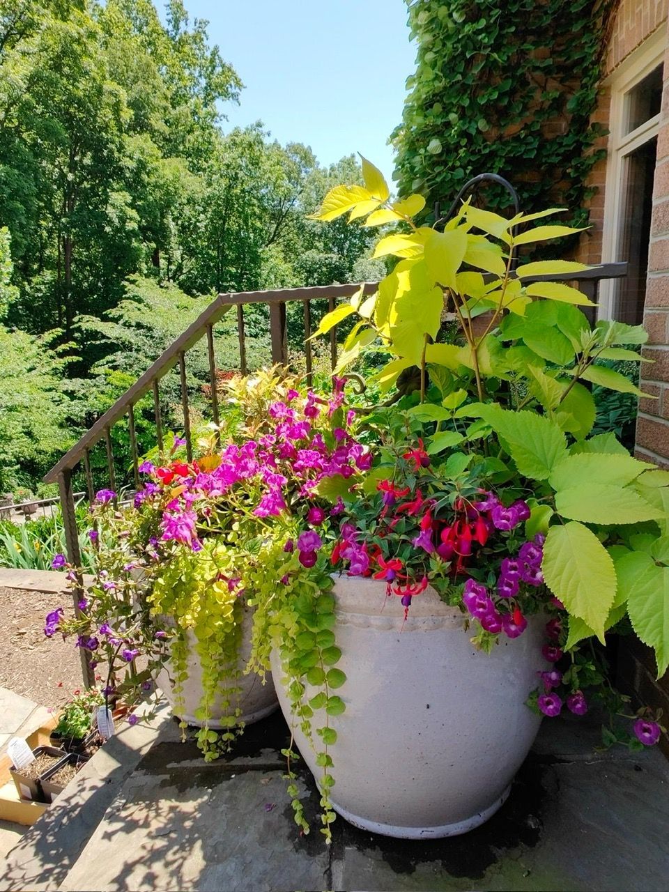 Two large white pots overflowing with vibrant pink and purple flowers and chartreuse foliage on a brick patio.