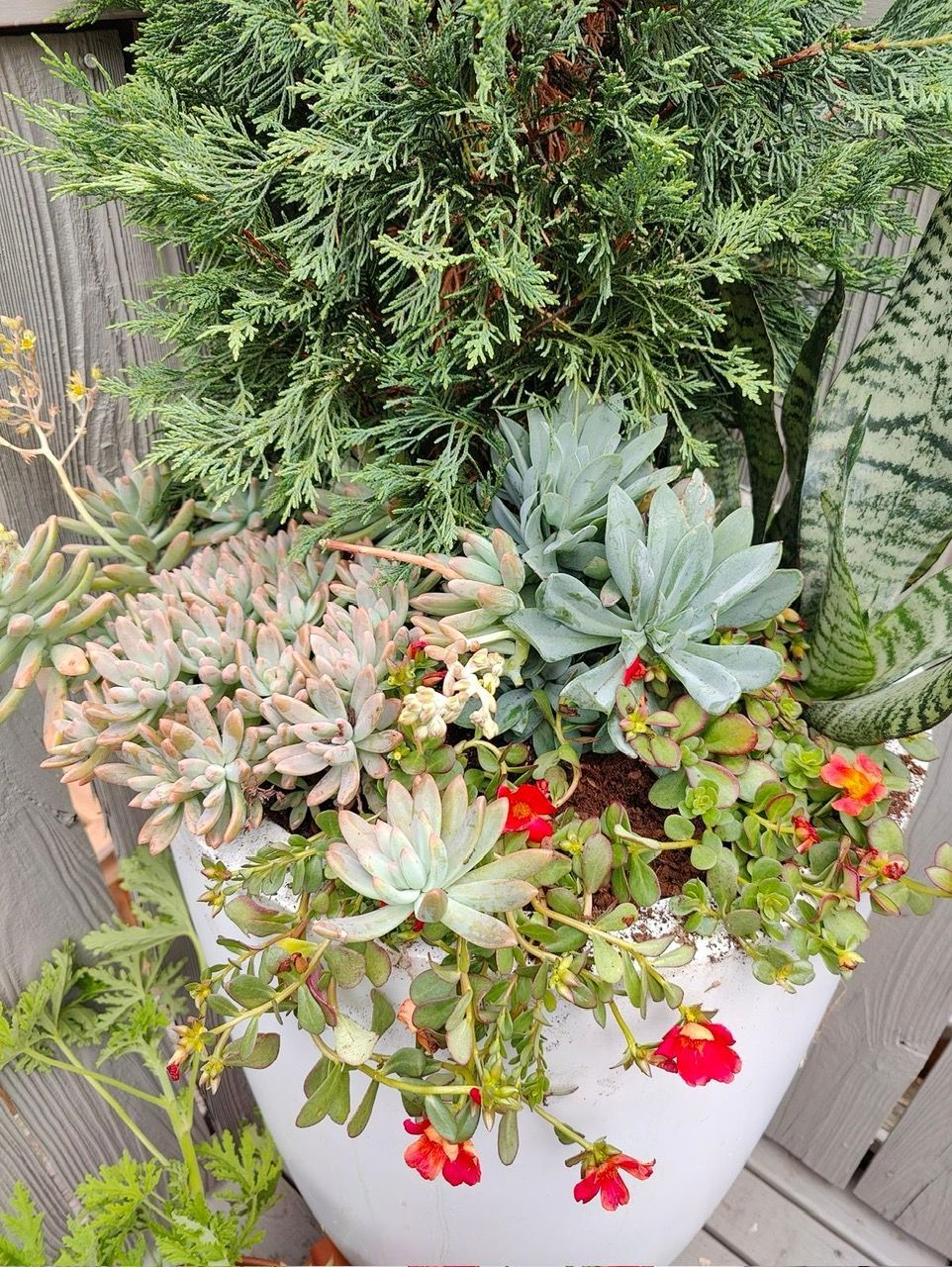 A white pot filled with green succulents, a small evergreen shrub, and trailing plants with bright red flowers.