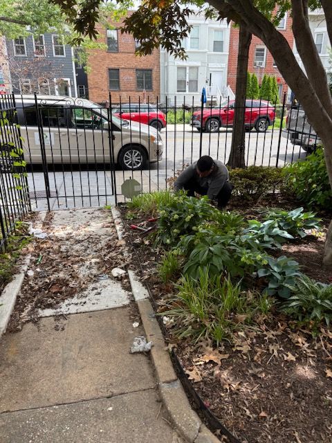 A person gardening in a yard by a black iron fence on a sidewalk near parked cars and brick buildings.