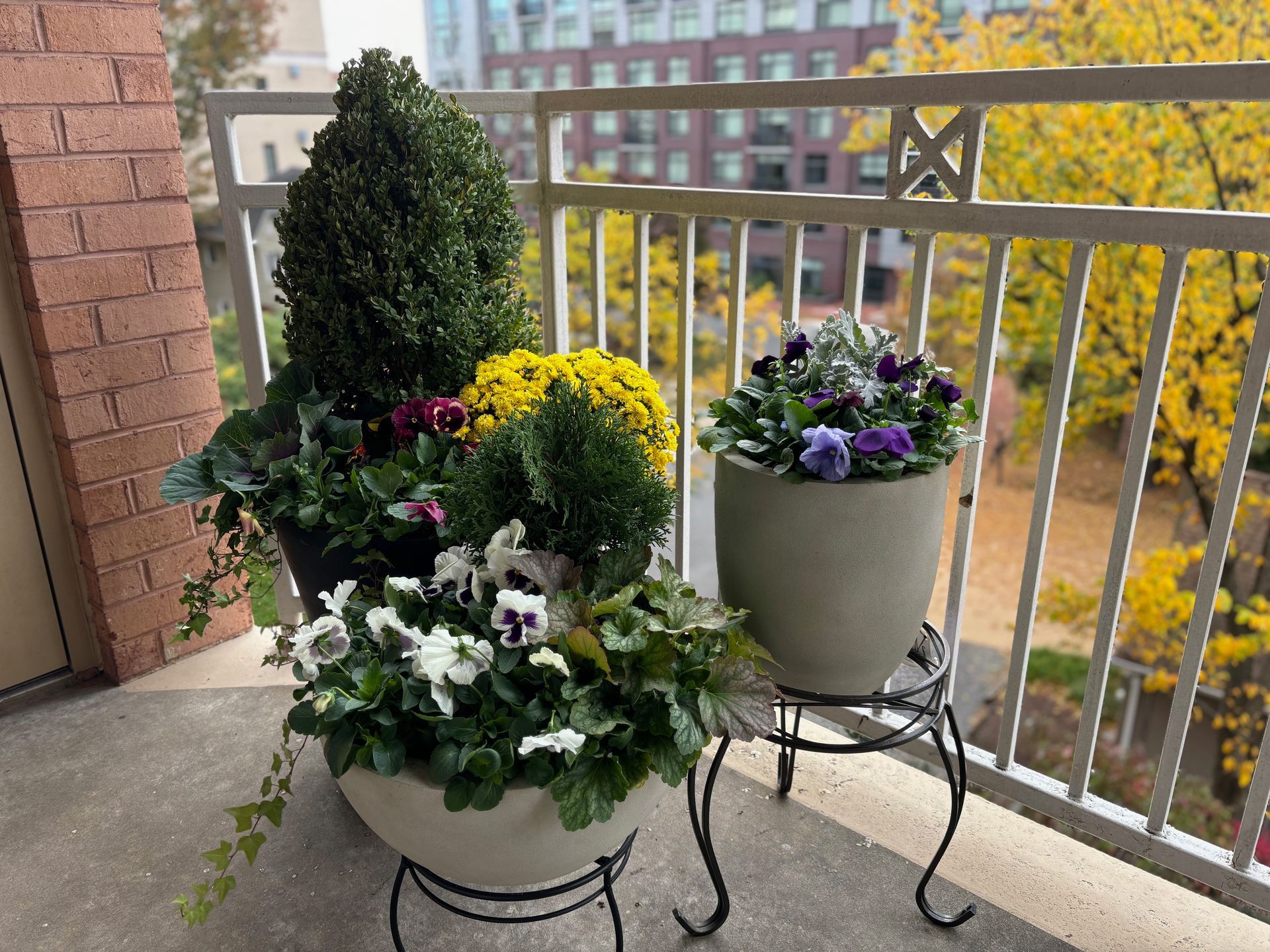 Three potted plant arrangements featuring green shrubs, white and purple pansies, and yellow mums on a balcony.