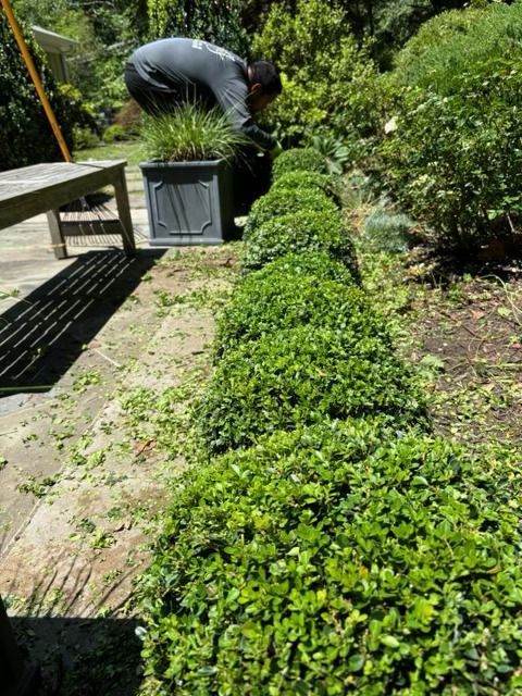 A gardener trims a row of rounded green boxwood shrubs next to a stone patio and a wooden bench.