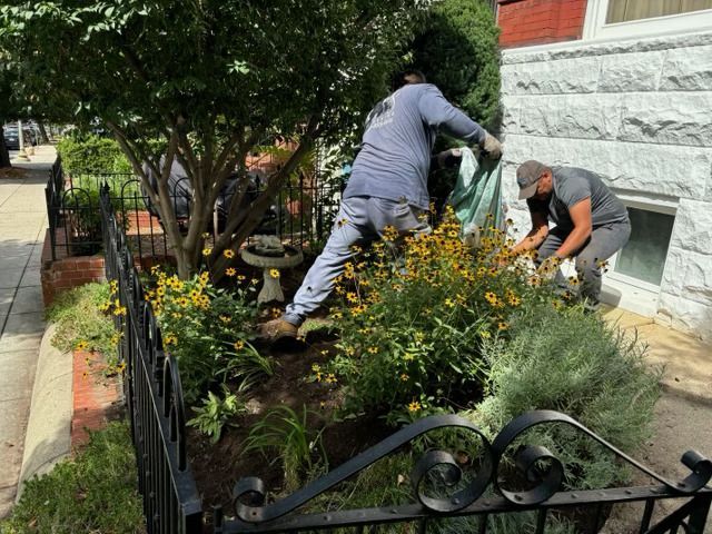 Two workers in gray clothing weeding and planting in a flower garden next to a brick house and black metal fence.