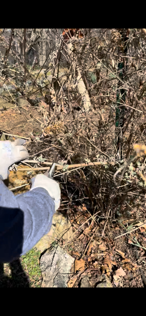 A person wearing gloves uses pruning shears to cut back a dry, dormant shrub in a garden.