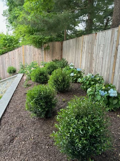 A backyard garden bed features a wooden fence, dark mulch, several rounded evergreen shrubs, and light blue hydrangeas.