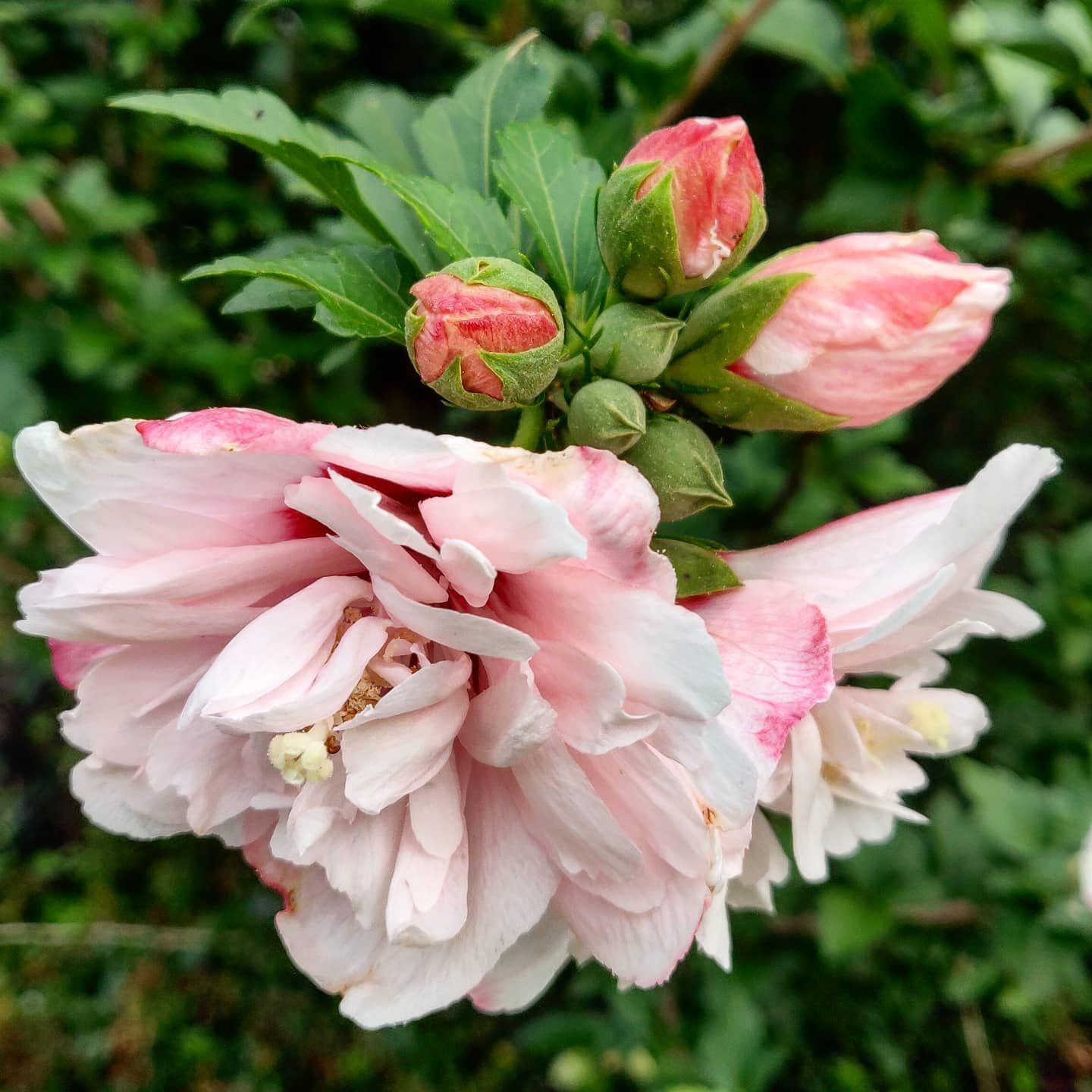A full, ruffled, light pink hibiscus flower.