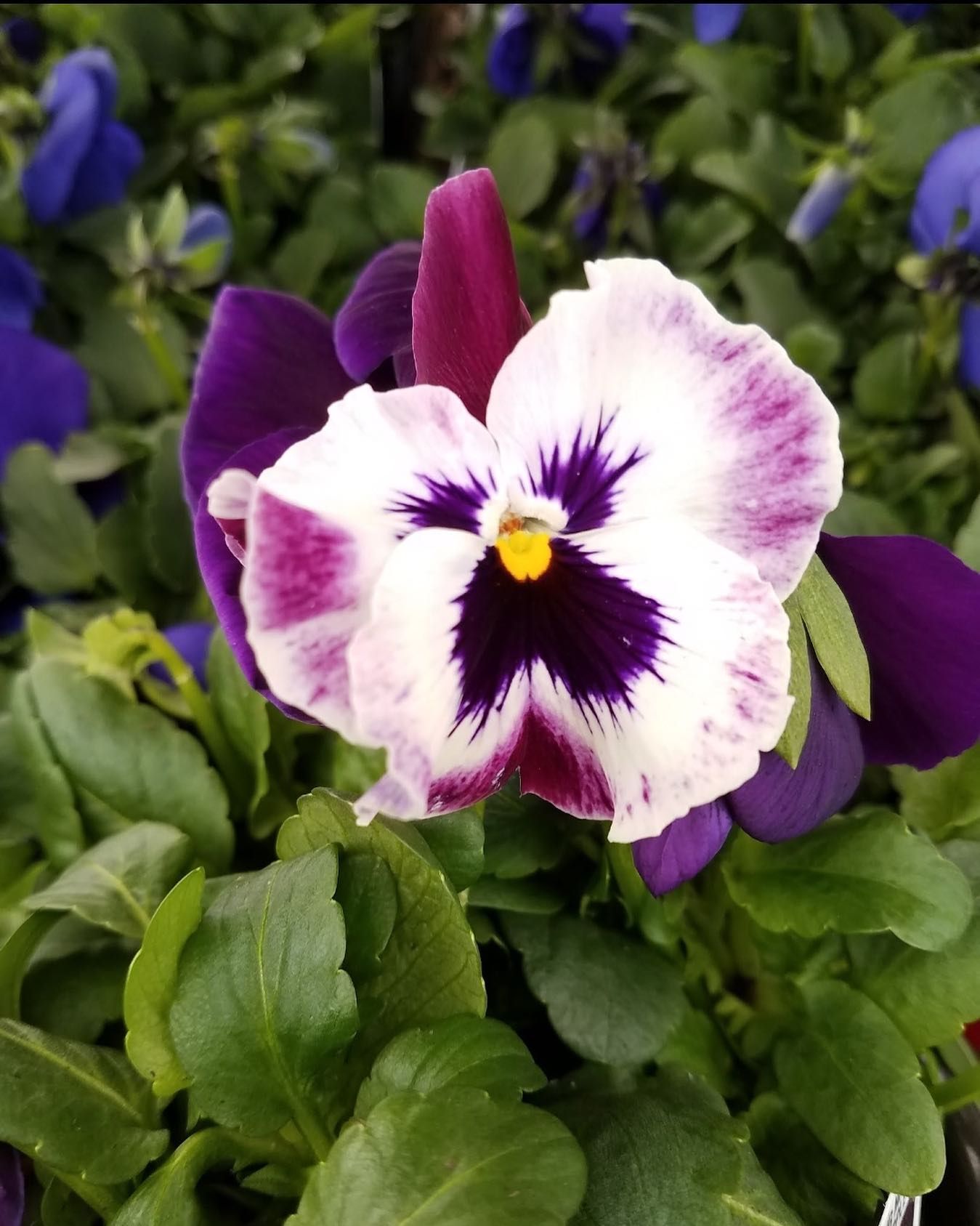 A close-up of a pansy with ruffled white and purple petals.