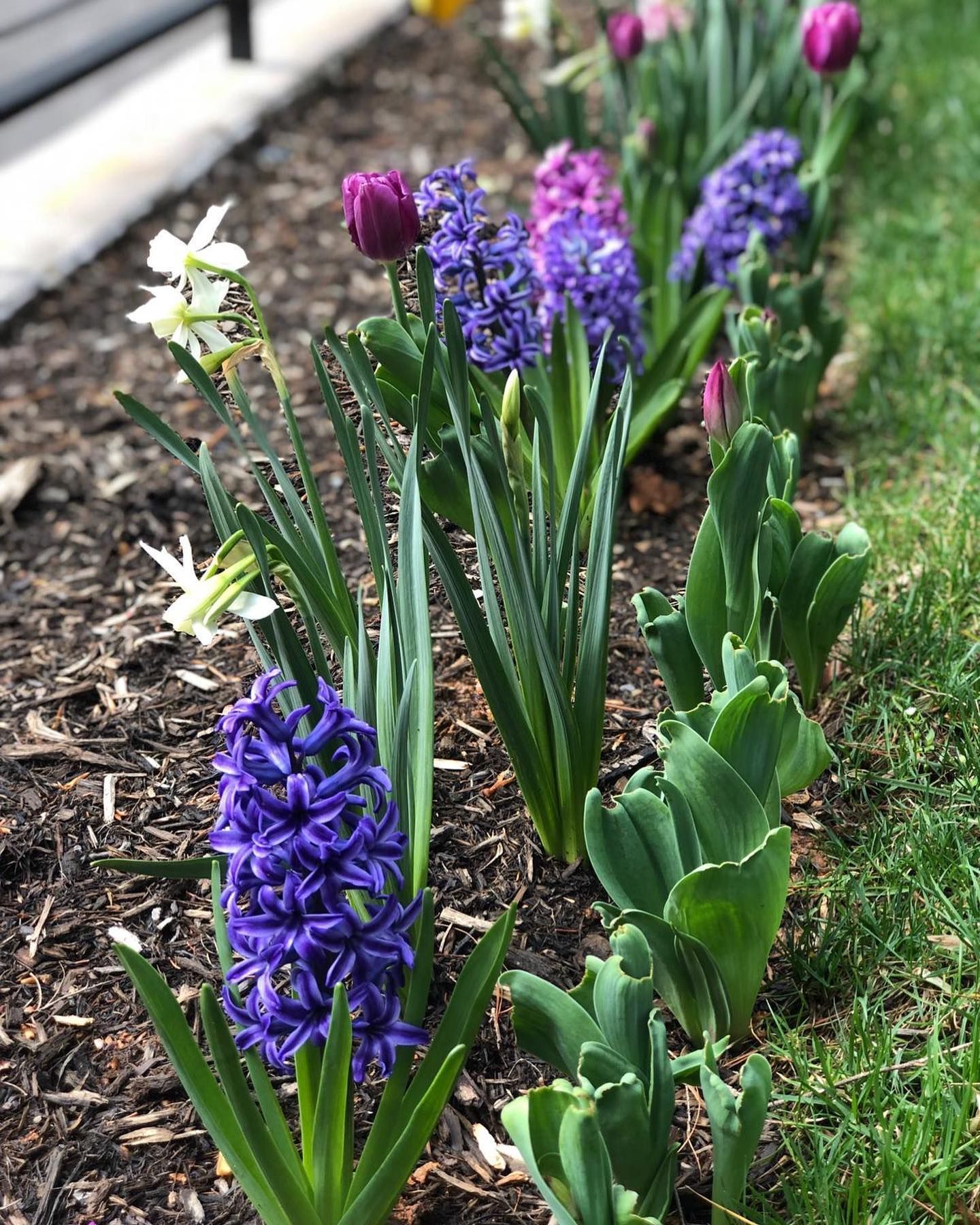 A row of vibrant purple hyacinths.