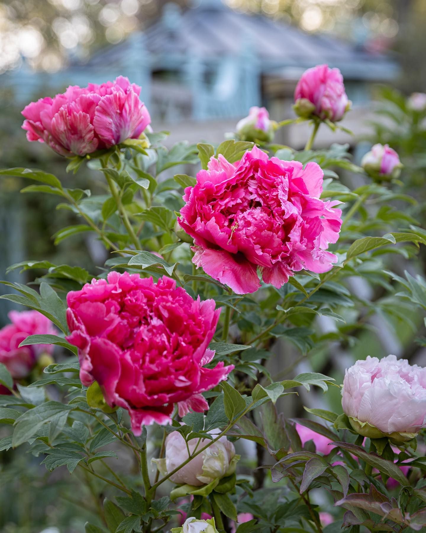 Bright pink, ruffled peony blossoms bloom in a garden.