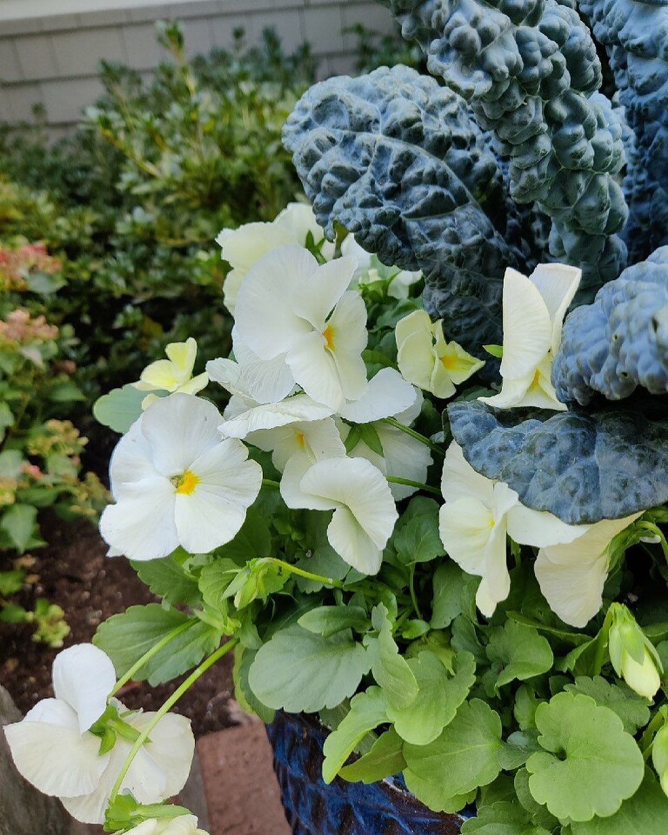 White pansies with yellow centers grow next to dark.