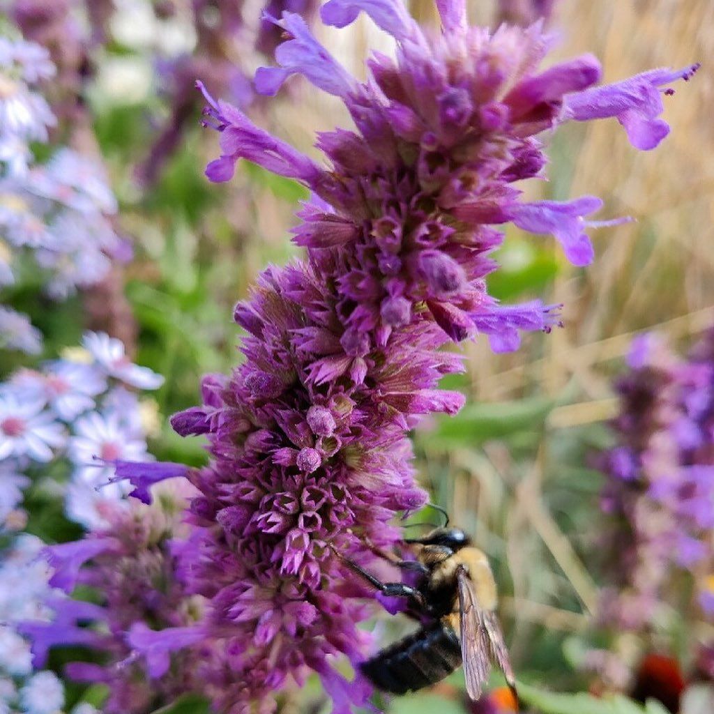 A bumblebee gathers nectar from a vibrant.