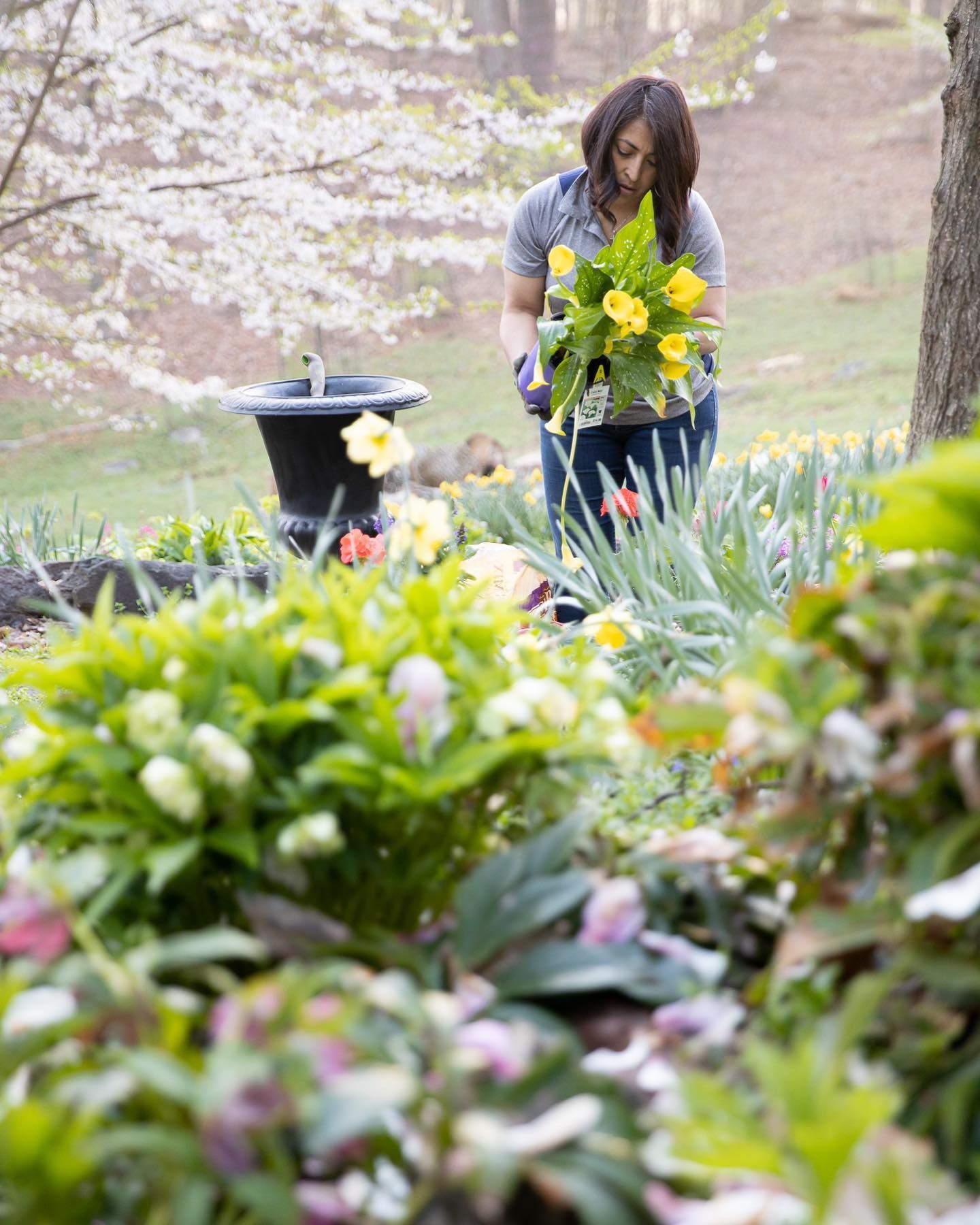 A person in a garden holds a vibrant bouquet of yellow flowers.