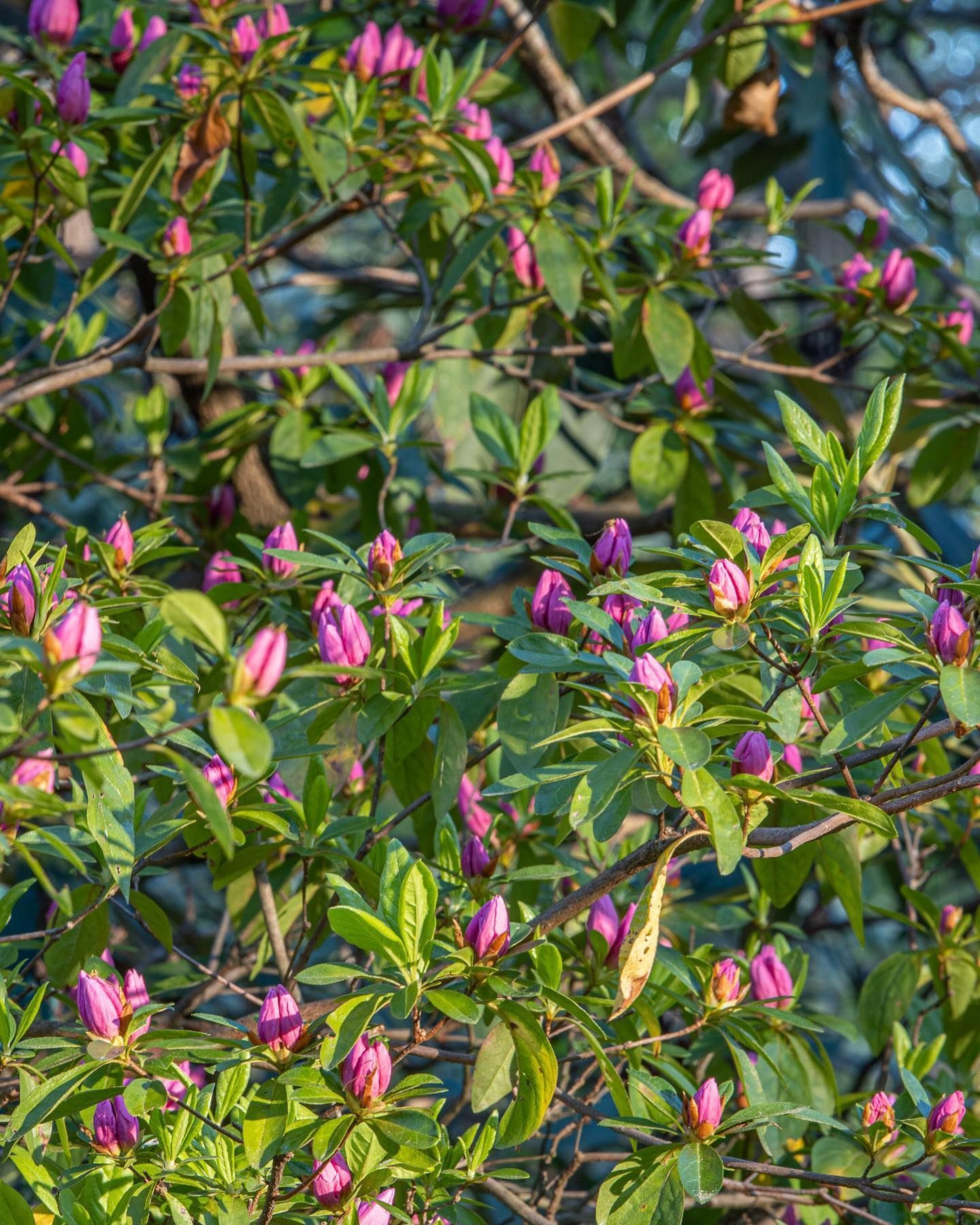 A cluster of vibrant pink rhododendron flower buds surrounded by lush green foliage under soft.