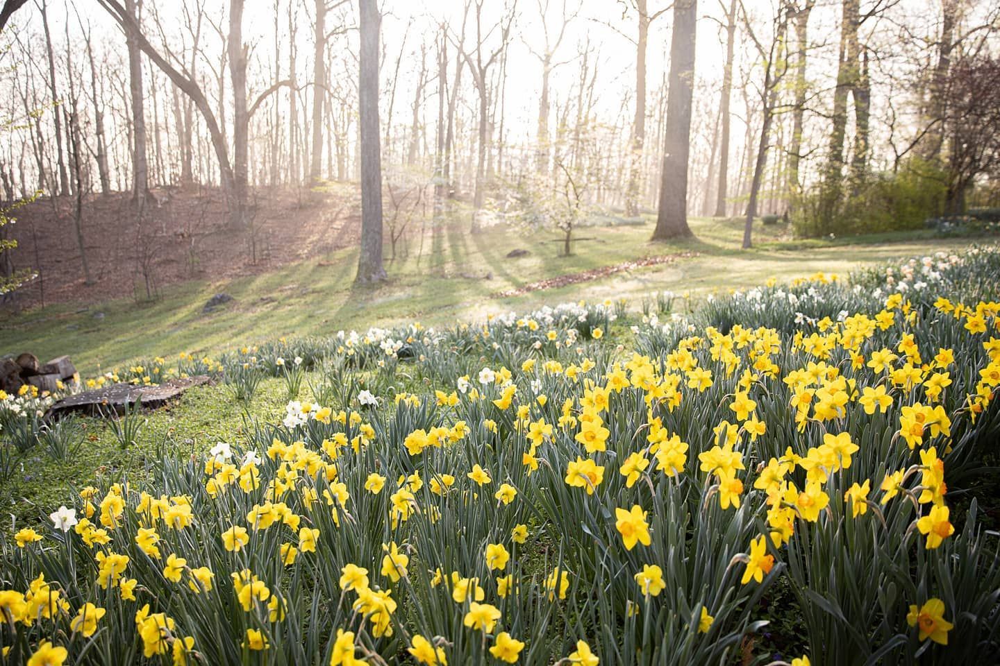 A sunlit hillside covered in a field of bright yellow daffodils under a canopy of trees in a wooded forest.