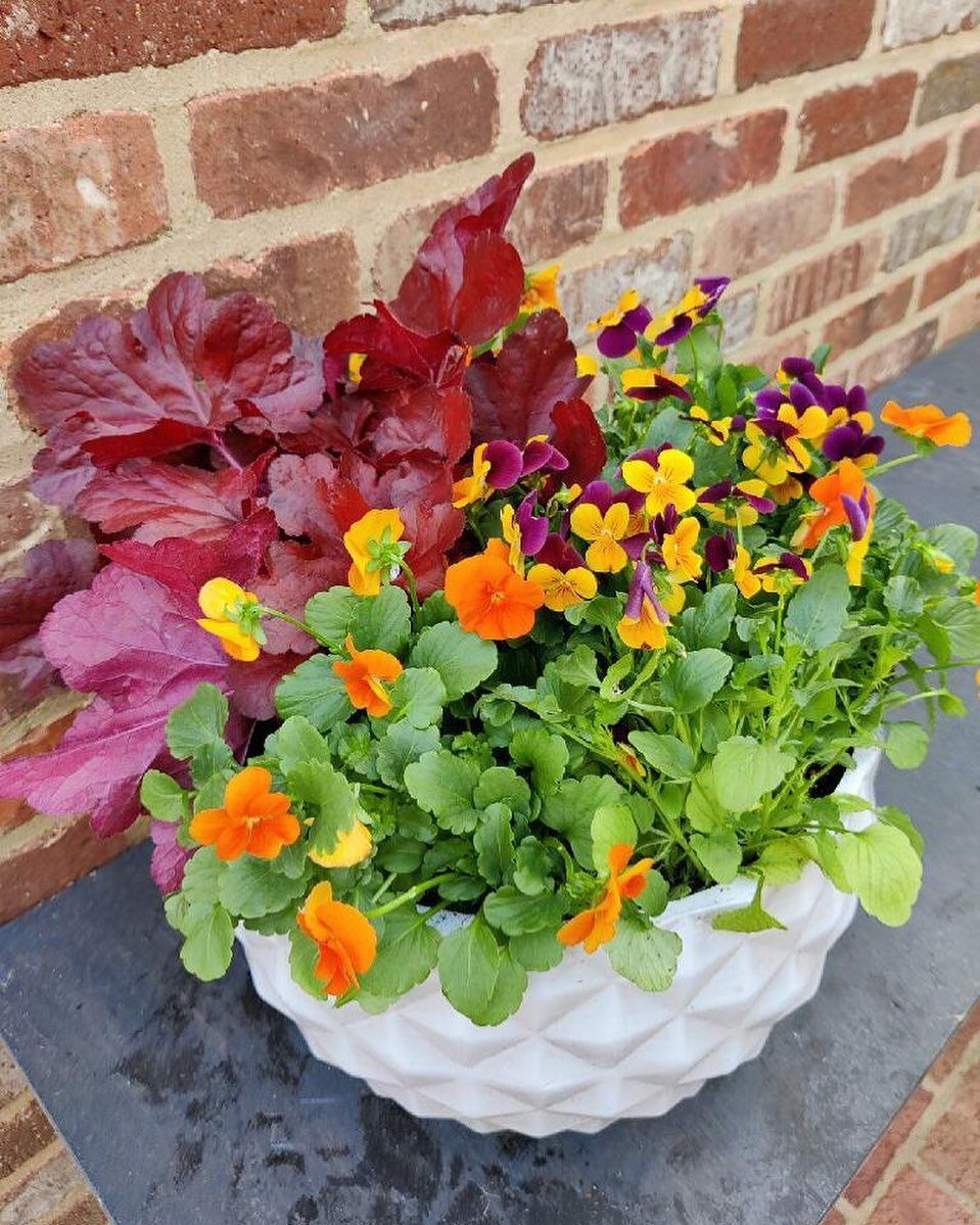 A white, textured bowl planter filled with vibrant orange and purple pansies and deep red.