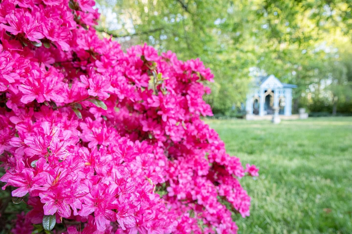 A bright pink azalea bush in full bloom stands in the foreground of a sunlit garden.