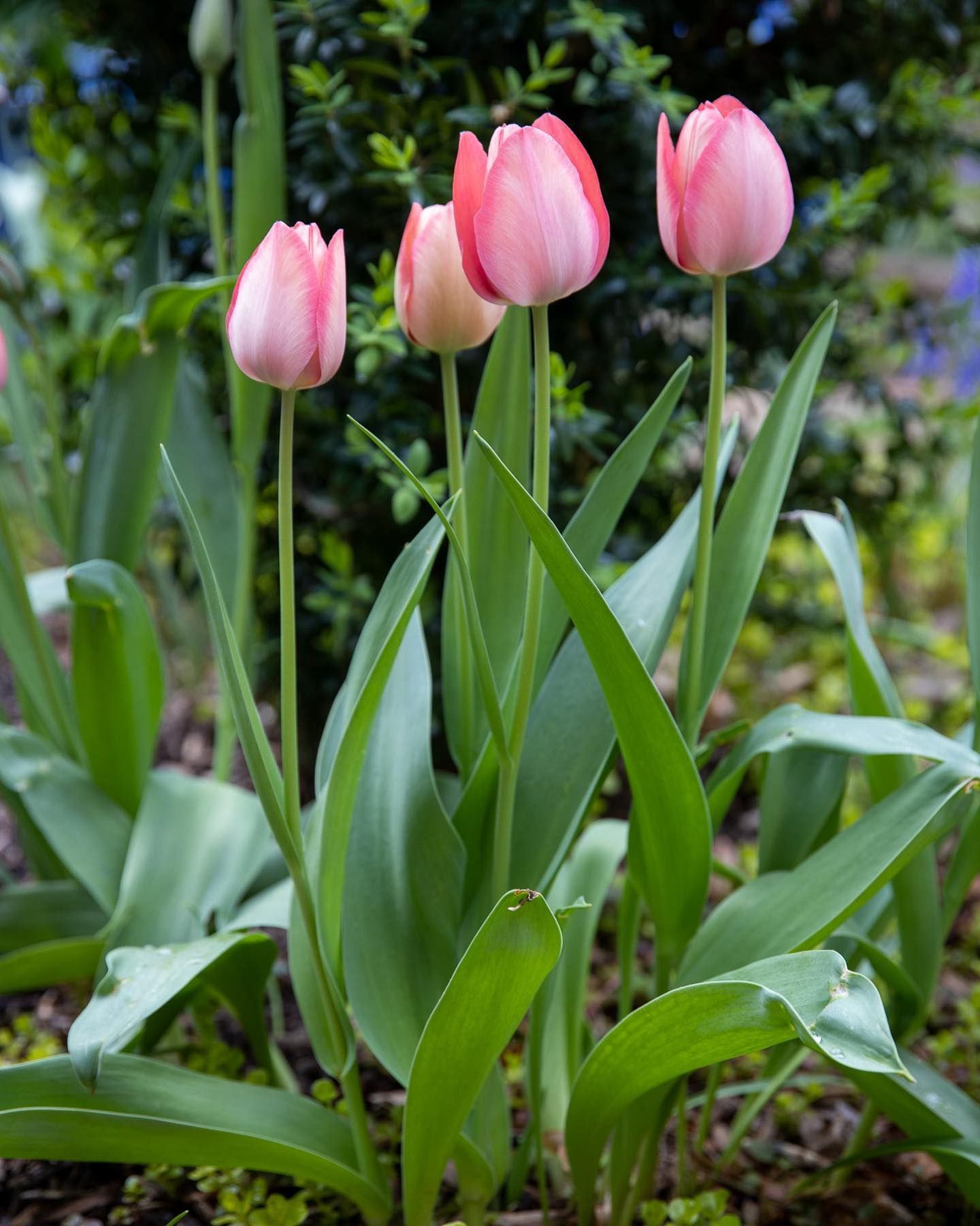 Four delicate pink tulips bloom upright against a soft-focus background of green foliage.
