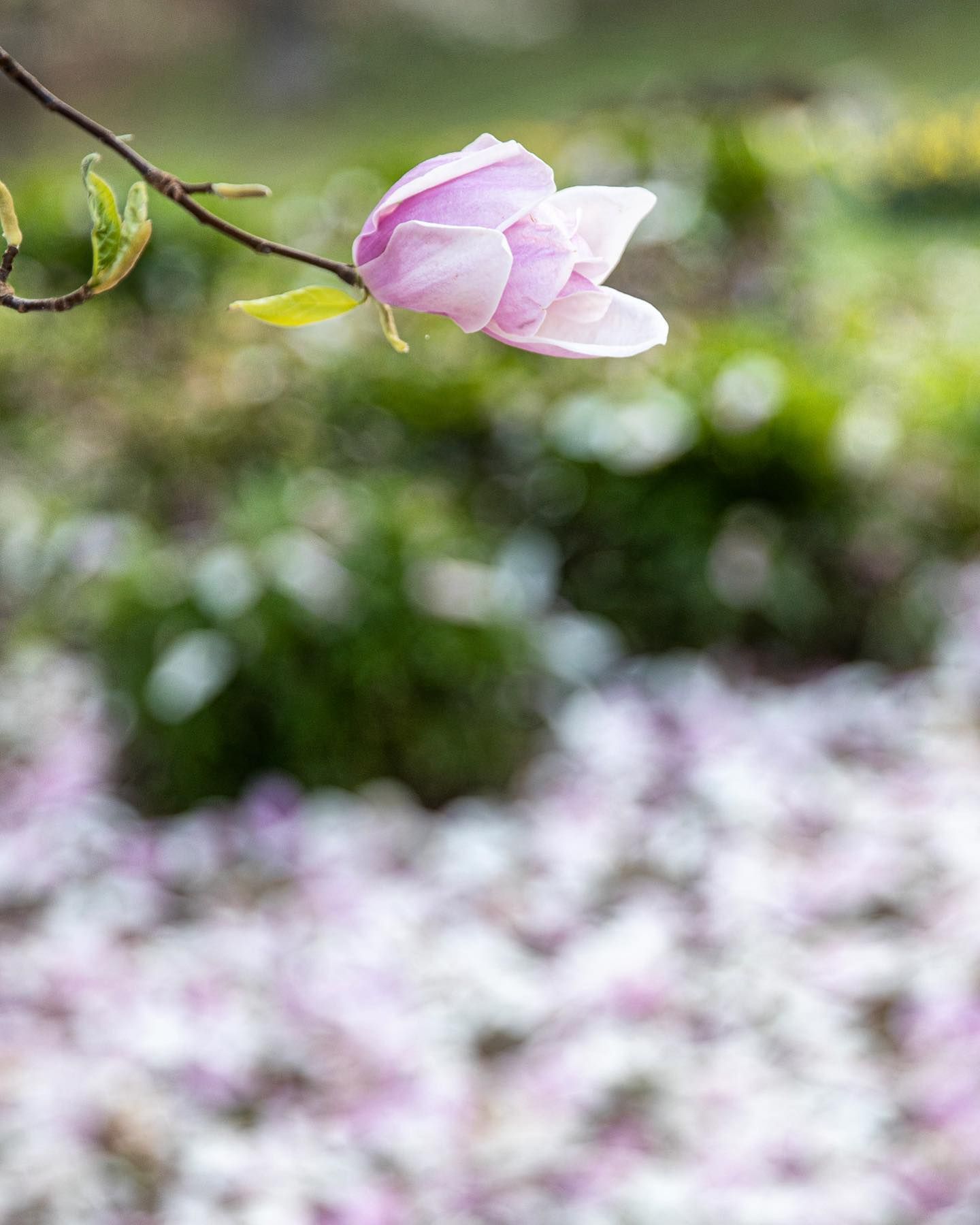A single light pink magnolia bloom on a branch above a blurred garden ground covered in fallen petals.