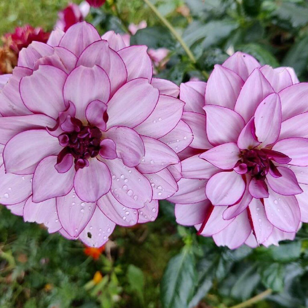 Two light purple dahlia flowers with darker petal tips and tiny water droplets.