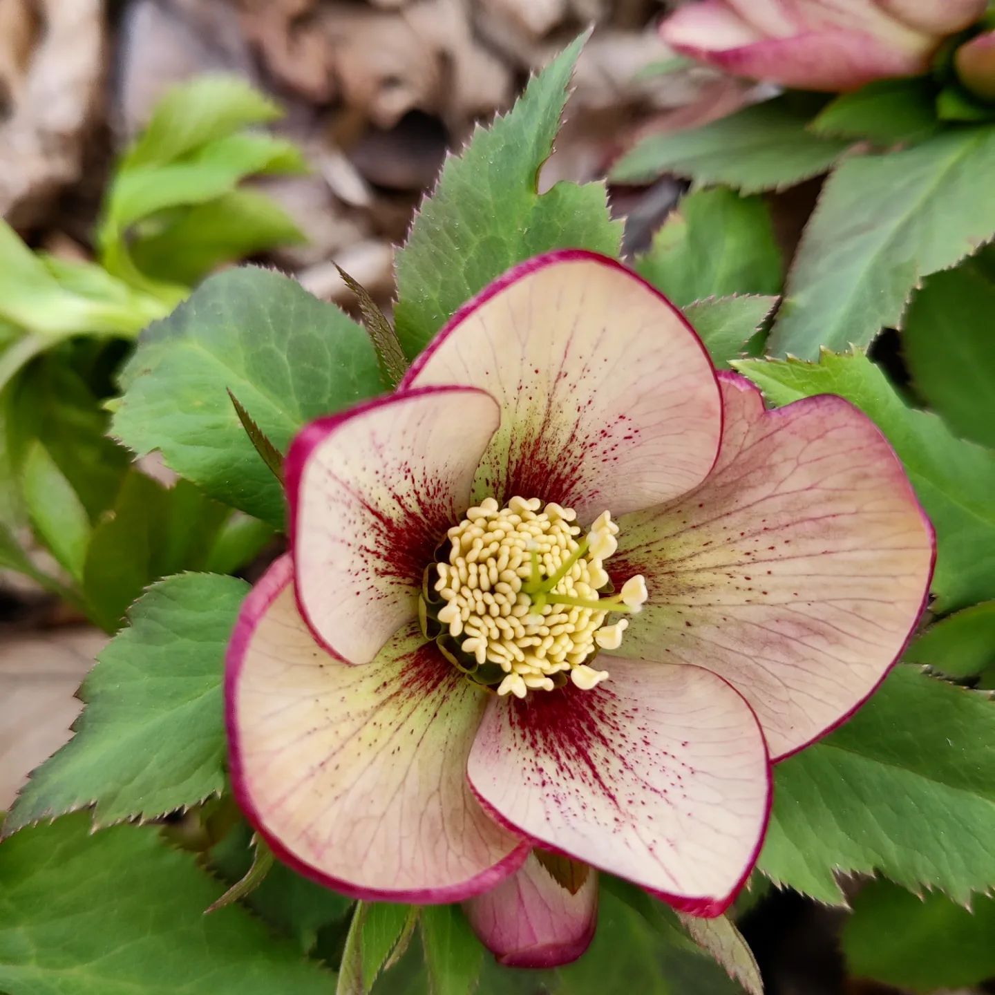 A pale pink and cream hellebore flower with deep purple-red spots at its center.