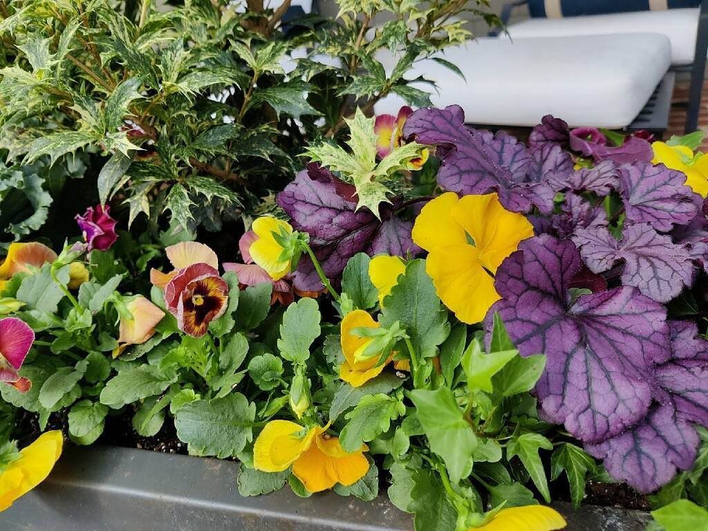 A planter filled with yellow pansies.