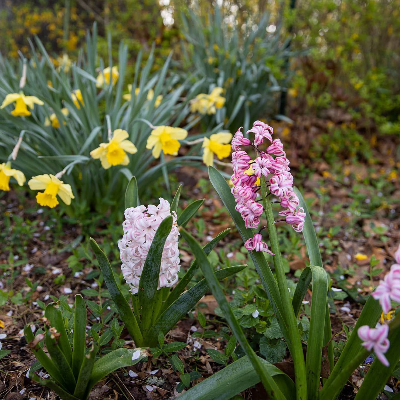 Pink hyacinths bloom in the foreground with yellow daffodils growing in a garden bed behind them.