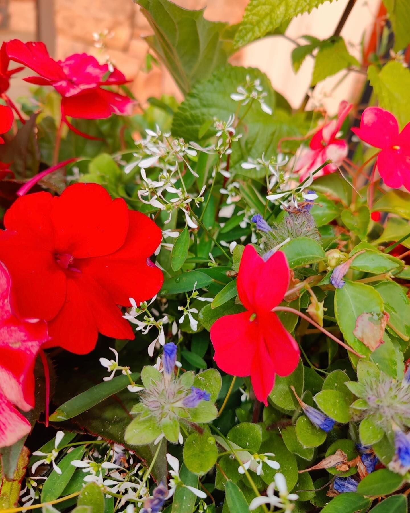 A vibrant arrangement of red impatiens.