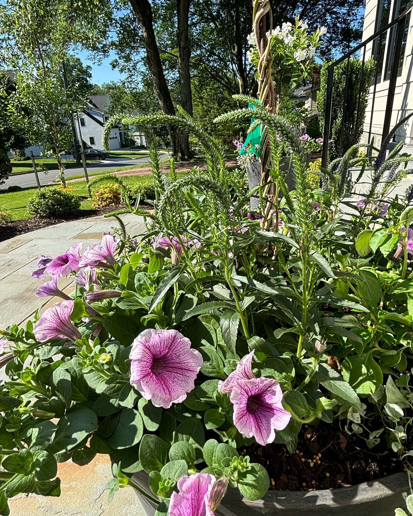 A potted planter features purple-veined petunias and tall, curved green stalks, set on a porch in a suburban yard.