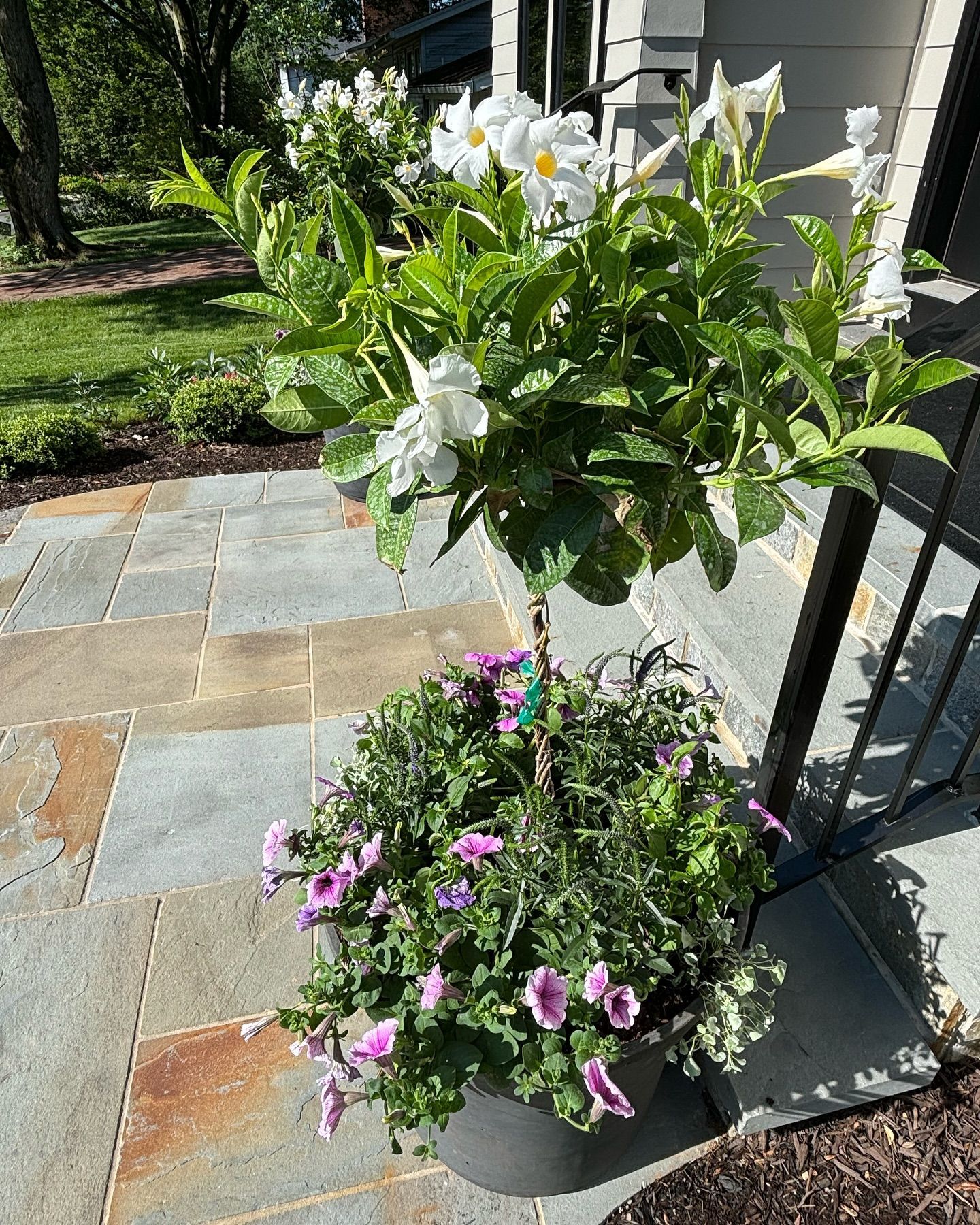 A white mandevilla topiary planted in a gray pot surrounded by purple petunias on a stone patio.