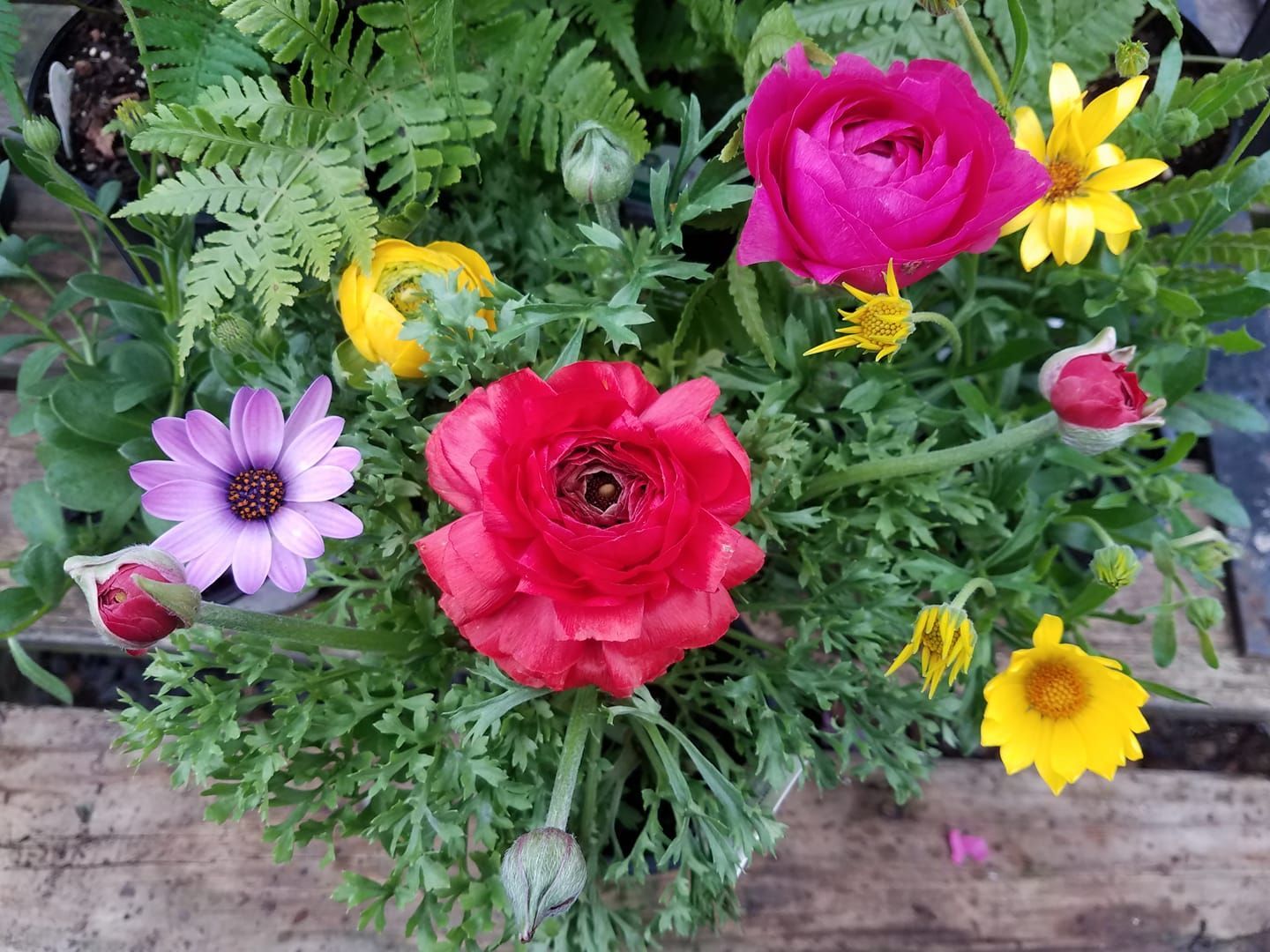 A colorful arrangement of pink and red ranunculus, a purple daisy.