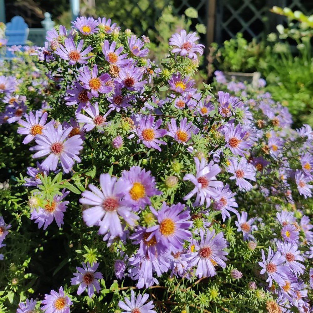 A vibrant cluster of pale purple asters with yellow centers in a sunlit garden.