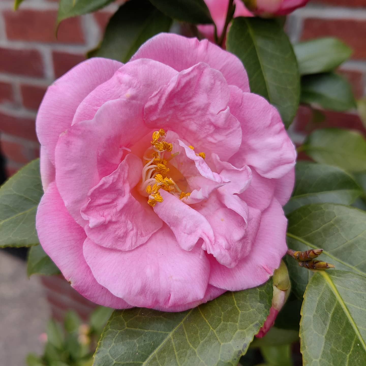 A vibrant pink camellia flower in full bloom with bright yellow stamens.