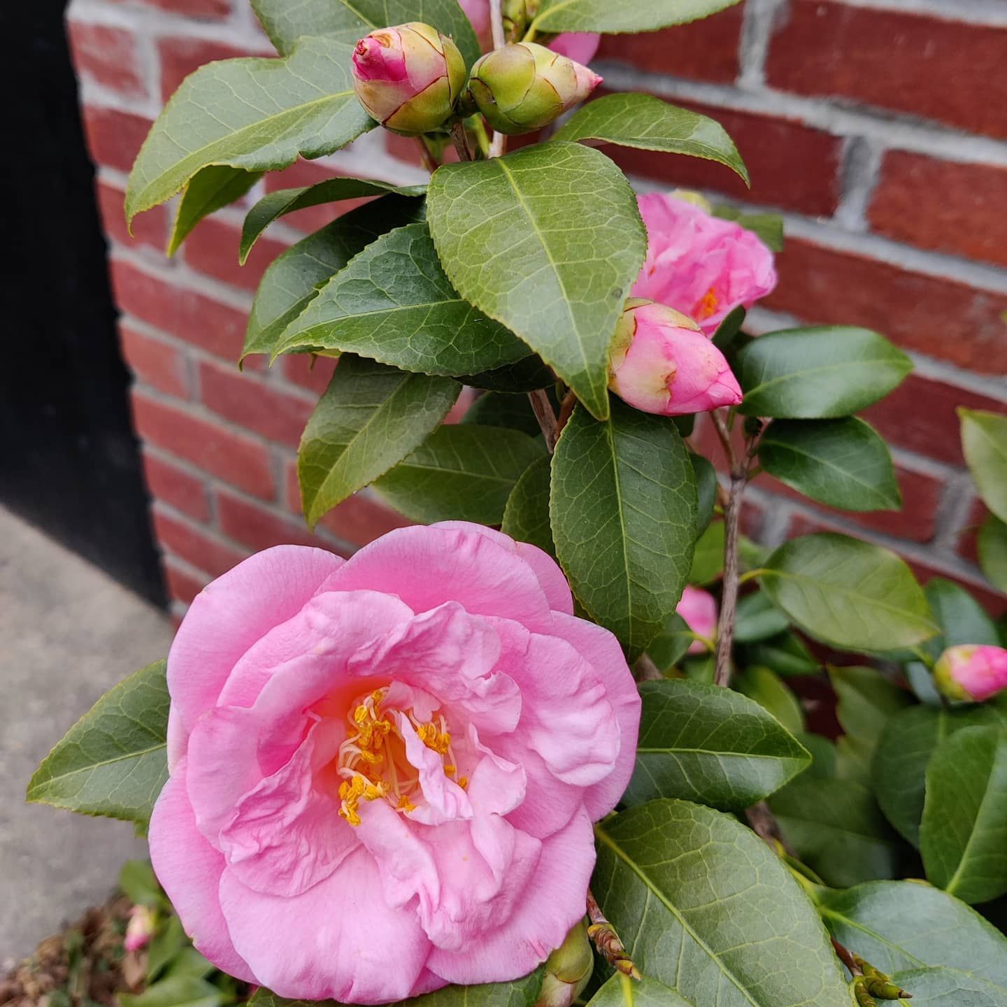 A bright pink camellia flower in full bloom with several unopened buds on a leafy green shrub against a brick wall.