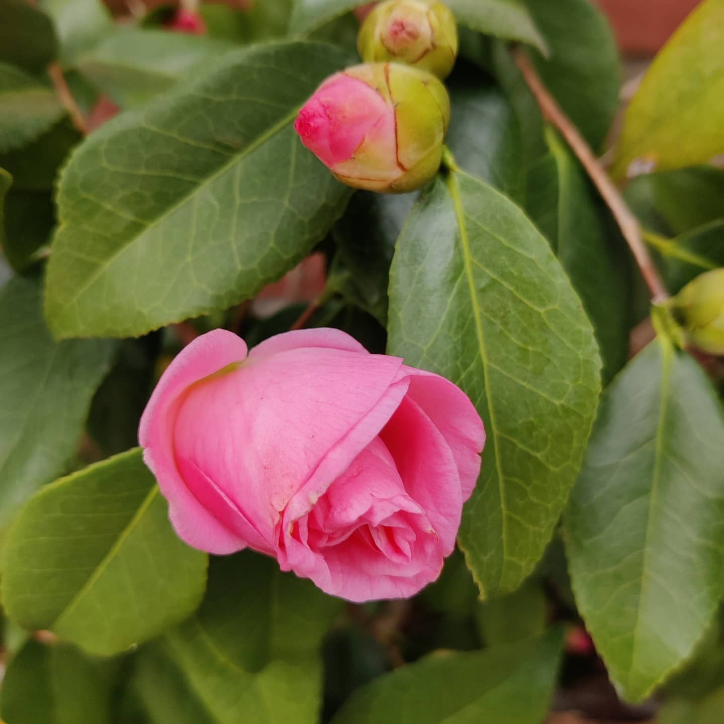 A vibrant pink camellia flower in full bloom, with a tight bud above it nestled among glossy green leaves.