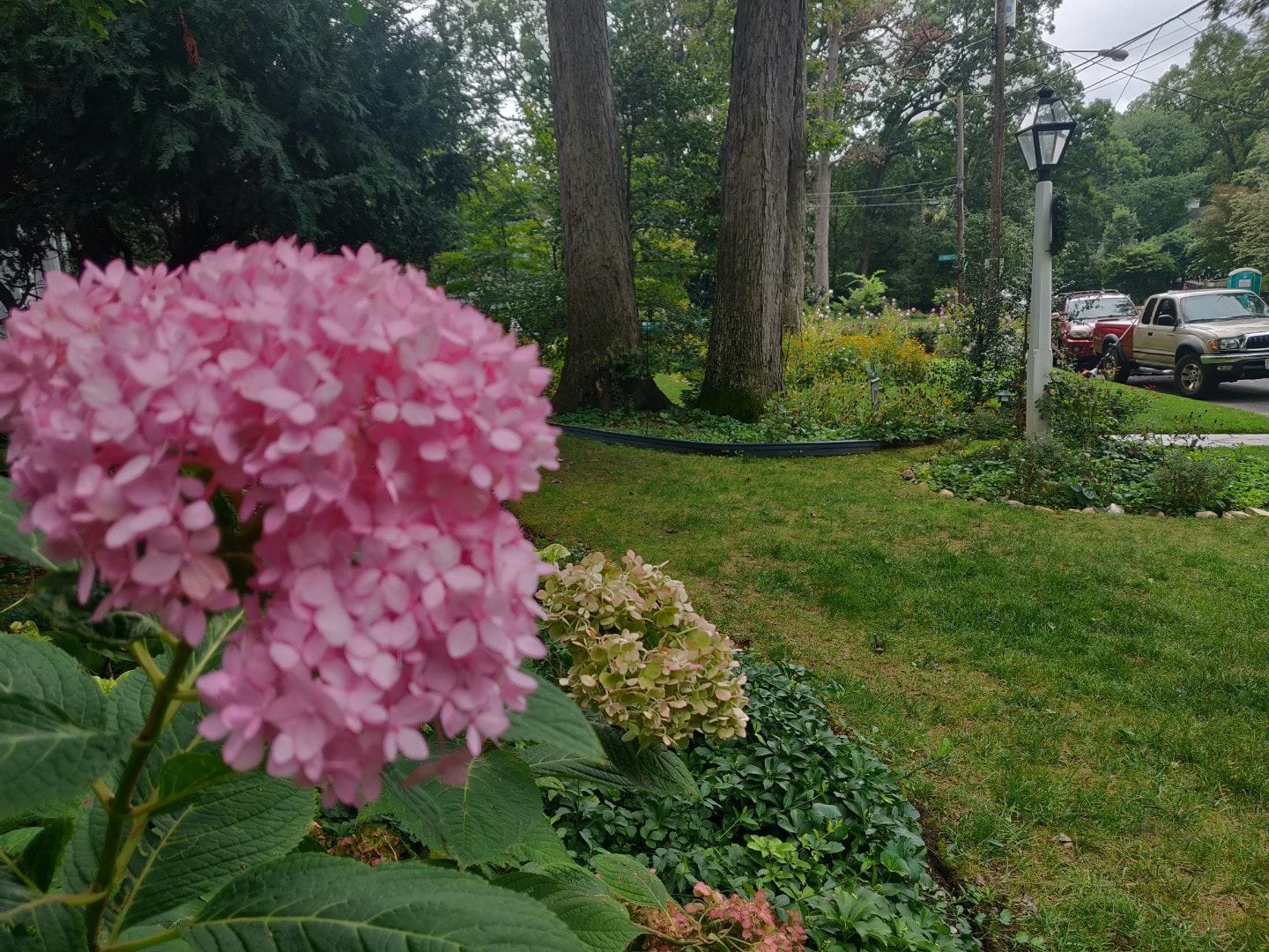 A vibrant pink hydrangea blooms in the foreground.