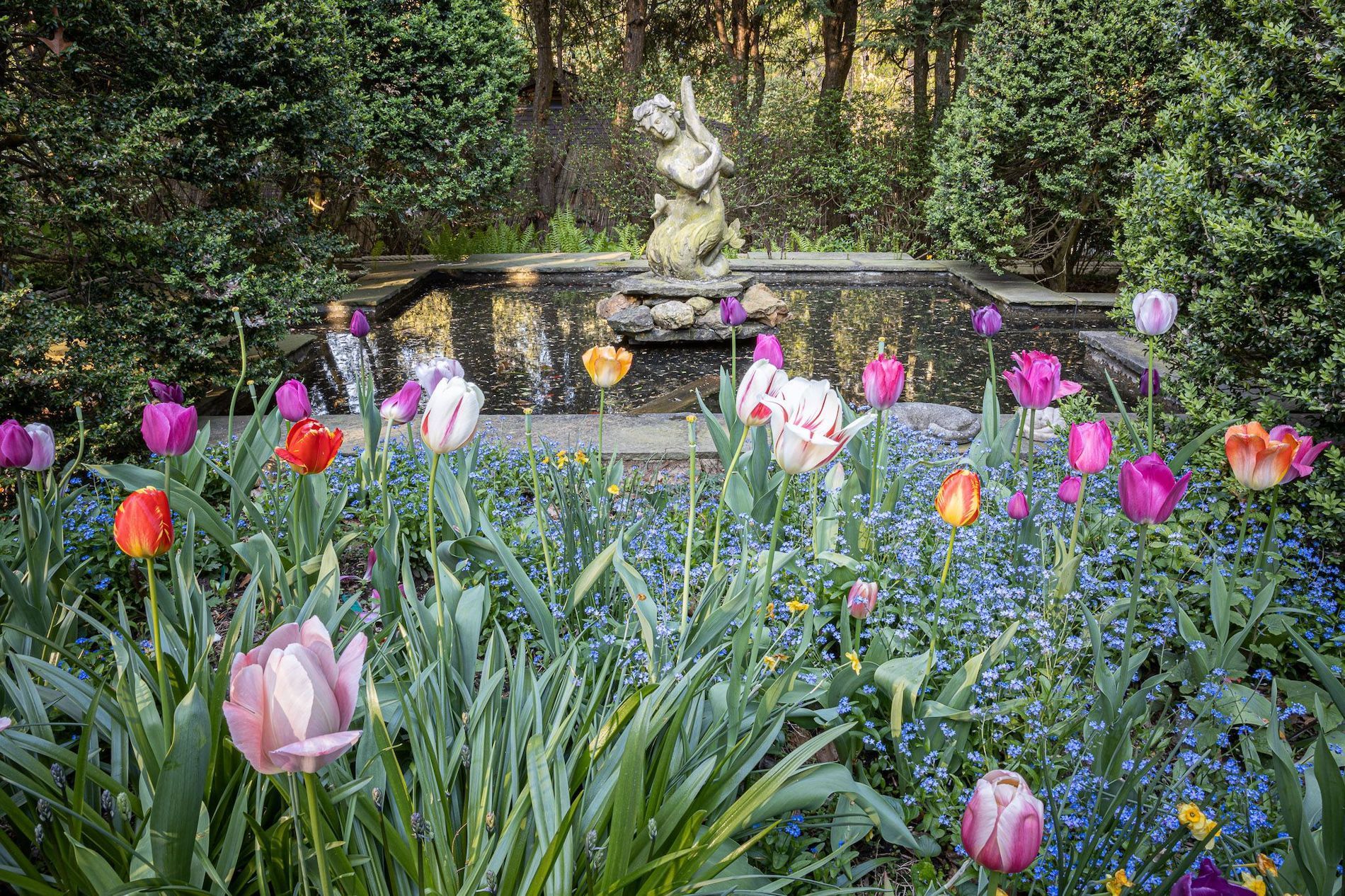 A stone statue stands behind a rectangular pond in a lush garden filled with colorful tulips and small blue flowers.