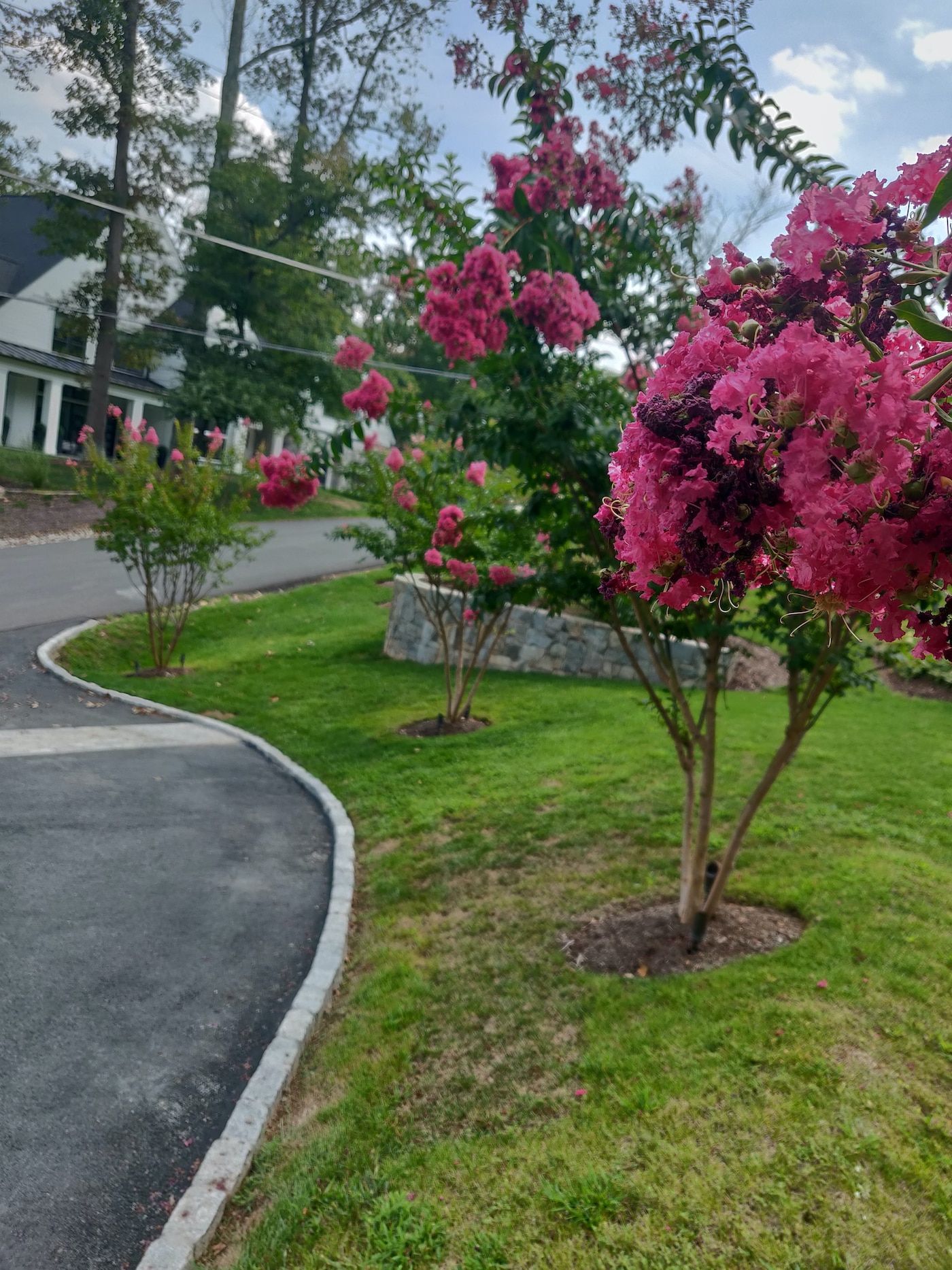 A row of vibrant pink crepe myrtle trees lines a curved asphalt driveway near a stone retaining wall and grassy lawn.