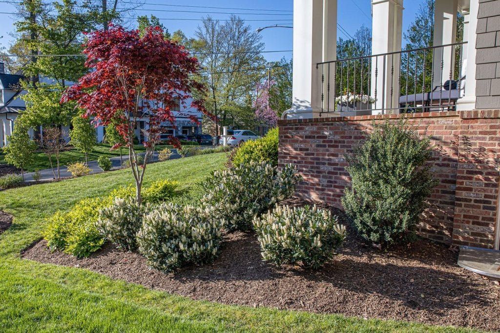 A vibrant red Japanese maple tree stands next to a brick porch foundation and dark green shrubs in a sunlit garden.