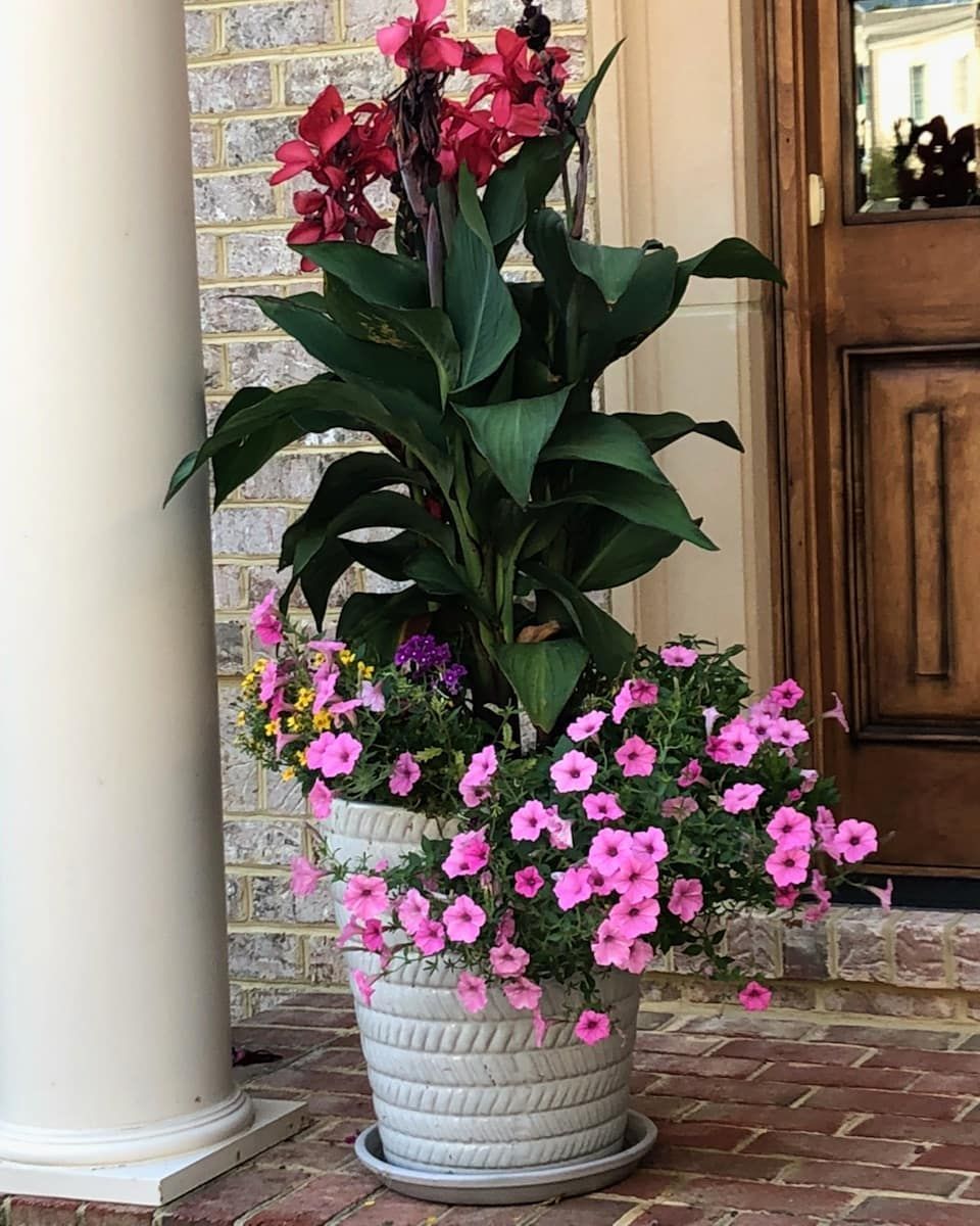 A tall, grey textured planter holds a red canna lily surrounded by pink and yellow petunias on a brick porch.