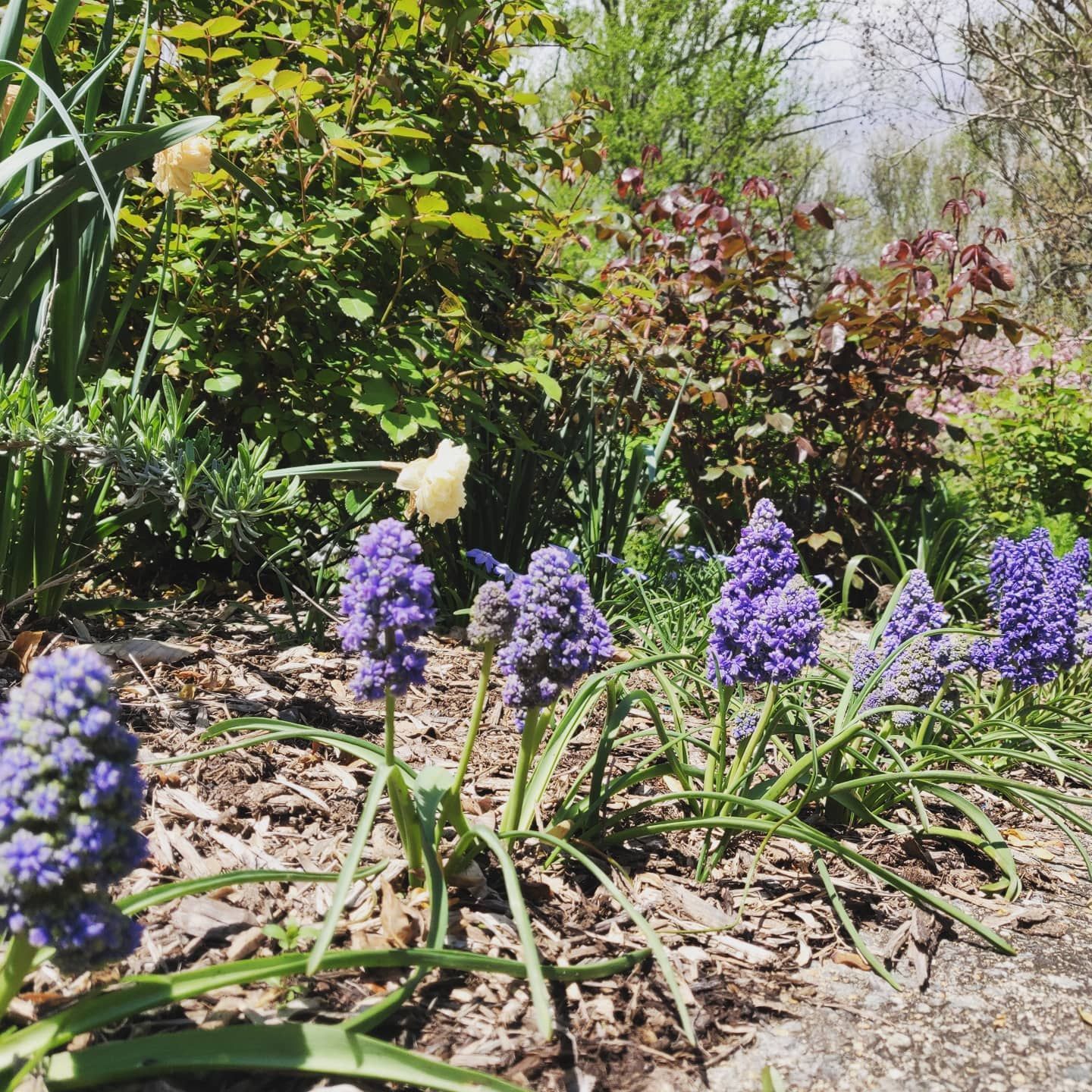 Purple grape hyacinth flowers bloom in a garden bed covered in wood chips, with green shrubs in the background.