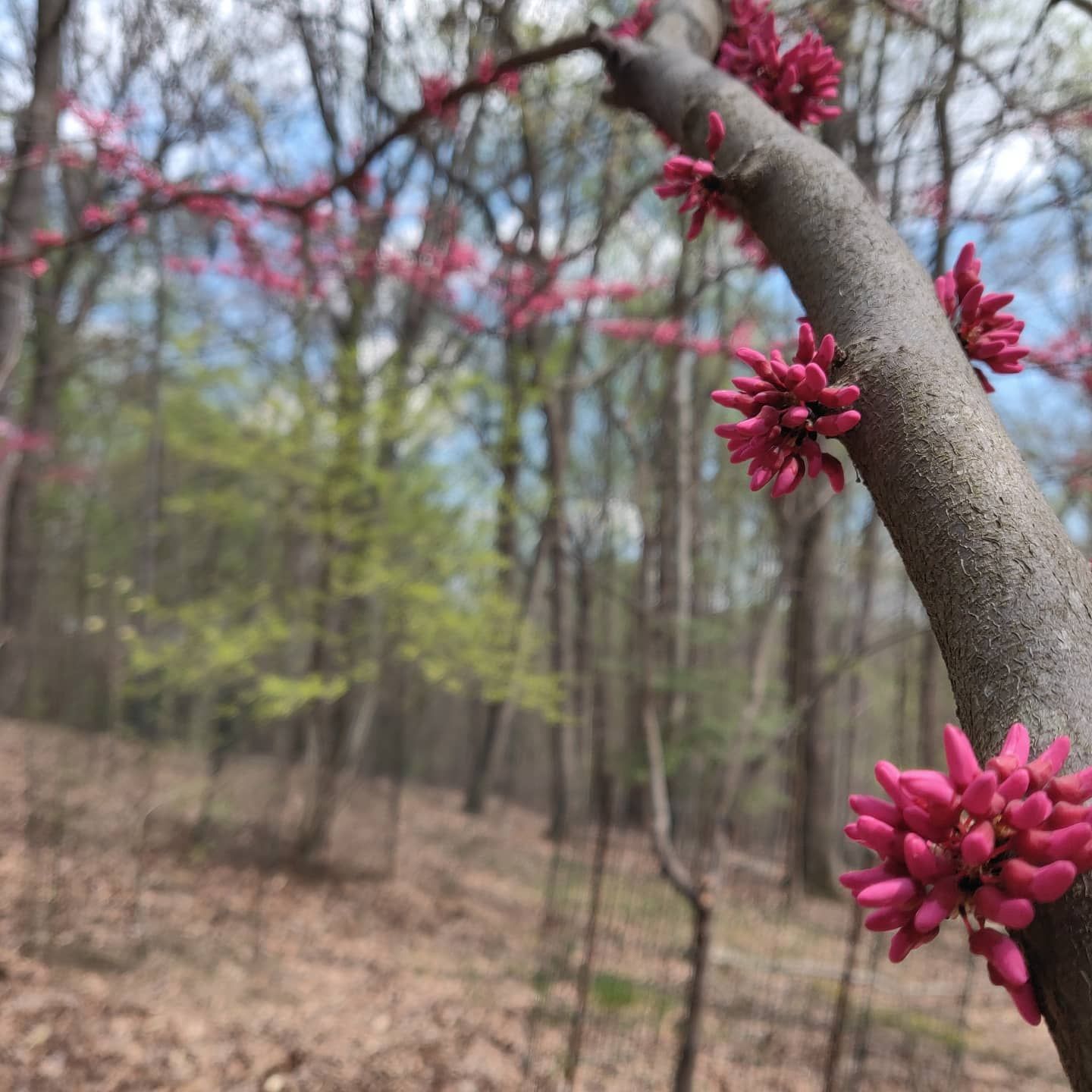 A close-up view of vibrant pink redbud blossoms growing directly on tree branches.