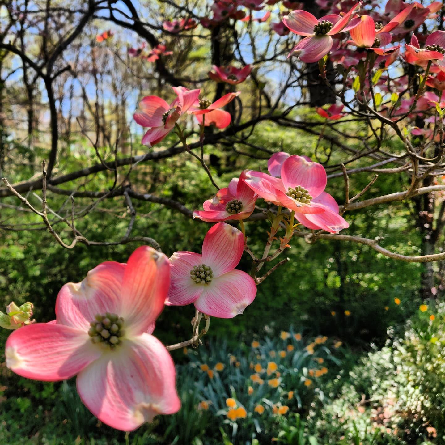 Pink dogwood blossoms bloom on tree branches against a blurry green garden background on a sunny day.