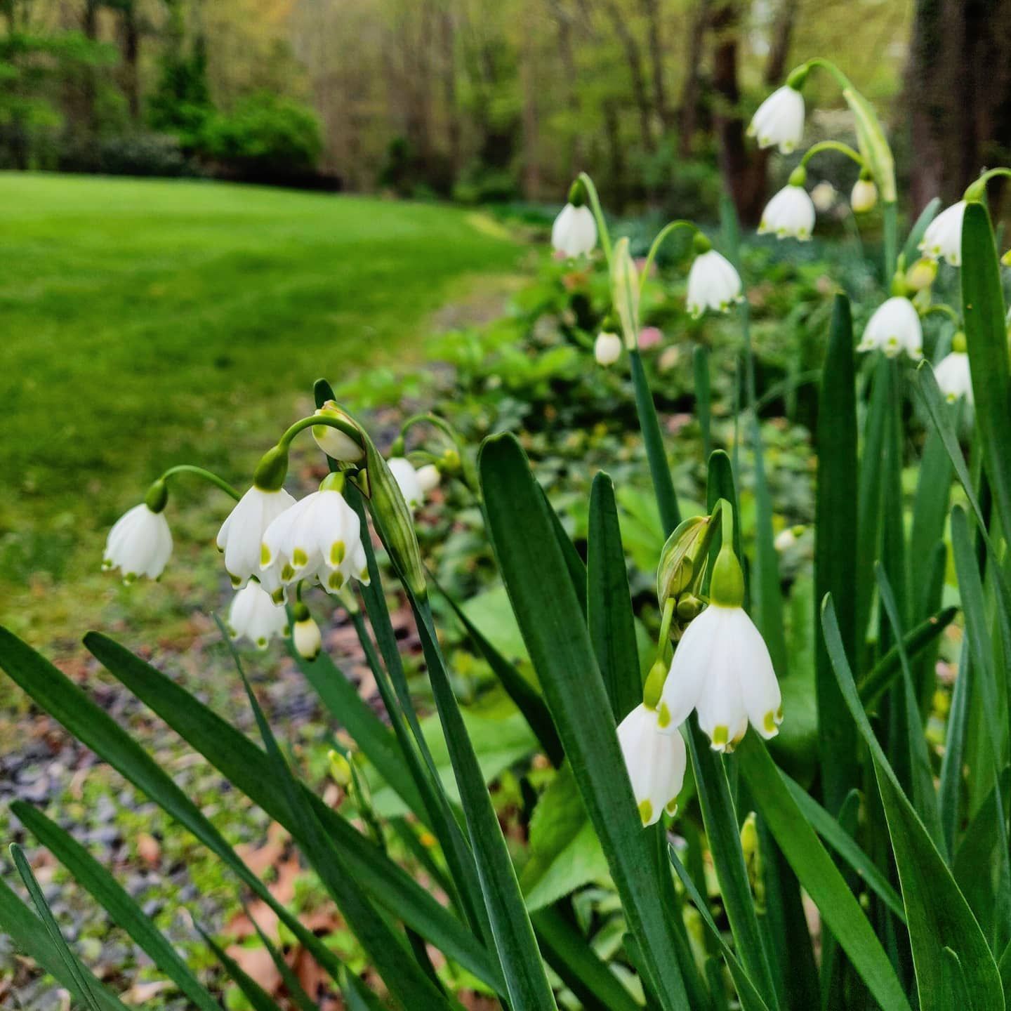 A cluster of nodding white snowflake flowers with green-tipped petals in a lush garden setting.