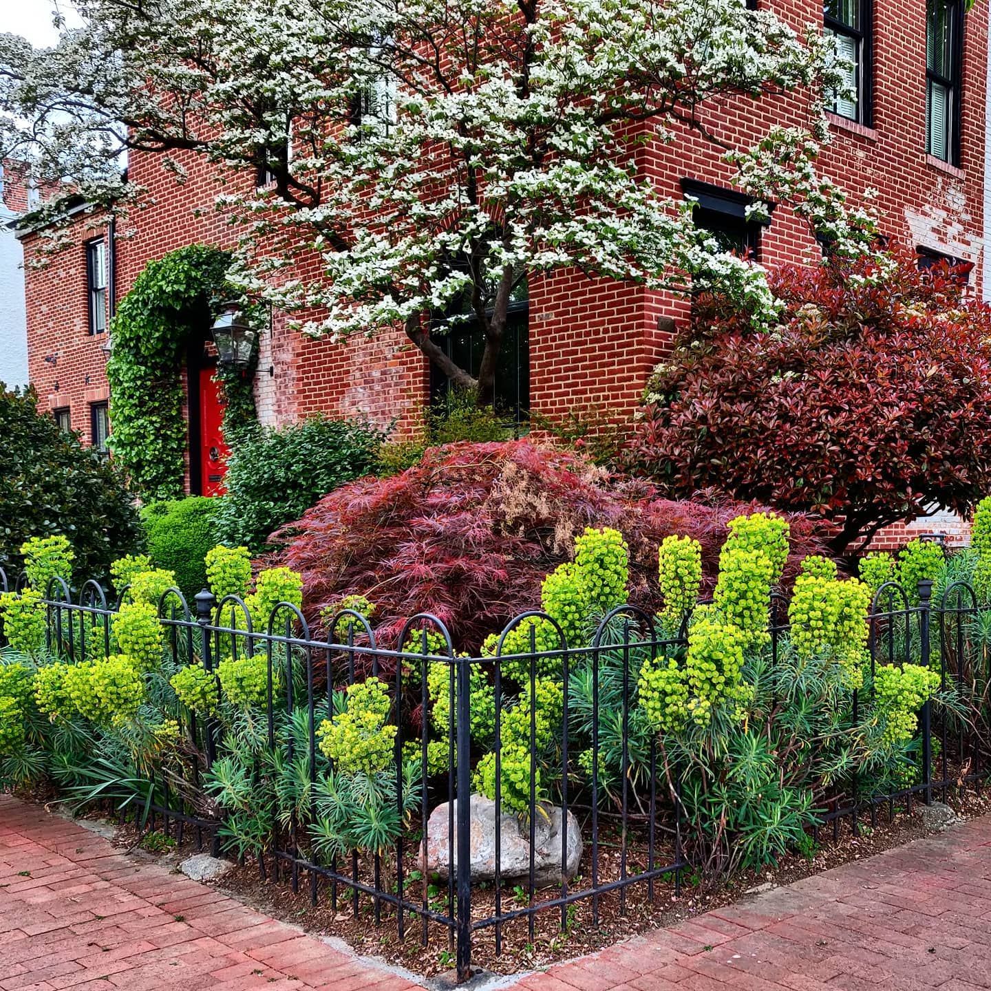 A brick building framed by a flowering white tree and a garden with purple and chartreuse shrubs behind a metal fence.